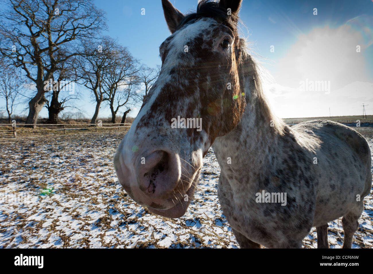 Il cavallo nel paddock. Cavallo stabile in Trzęsacz, West Pomerania, Polonia. Foto Stock