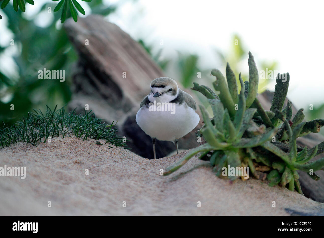 Snowy Plover, Chorlo nevado, Charadrius alexandrinus bird litorale aviaria alimentatore Foto Stock