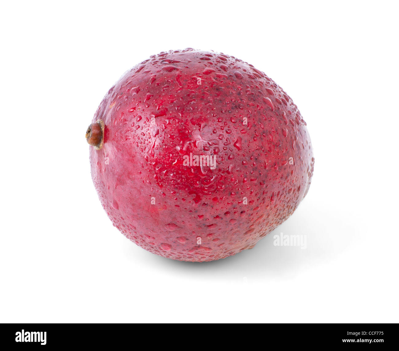 Mango isolati su sfondo bianco Foto Stock