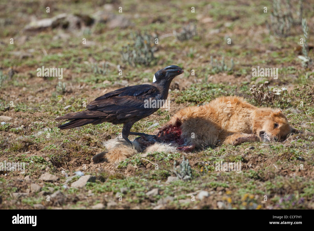 Thick-fatturati Corvo Imperiale (Corvus crassirostris). Utilizzo massiccio di bill per rompere nella carcassa di un cane randagio. Etiopia centrale. Foto Stock