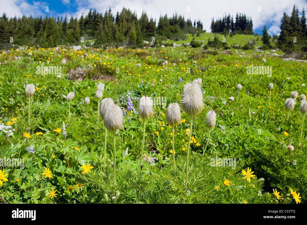 Mop, seme di pods di il "Pasque flower, a monte Blackcomb, Whistler, BC, Canada. Foto Stock