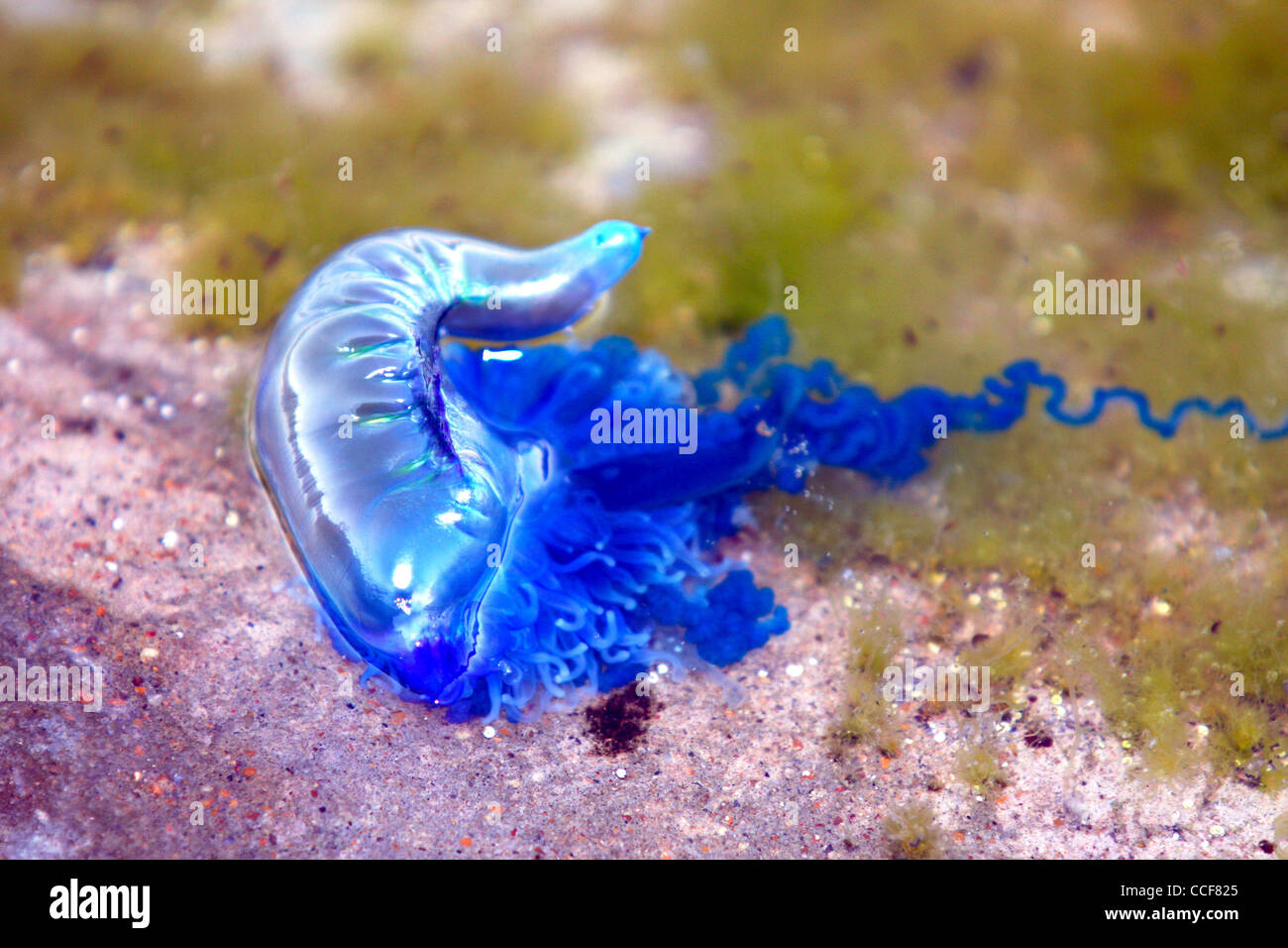 Bottiglia blu (Portoghese uomo-O-guerra), Physalia Physalis Foto Stock