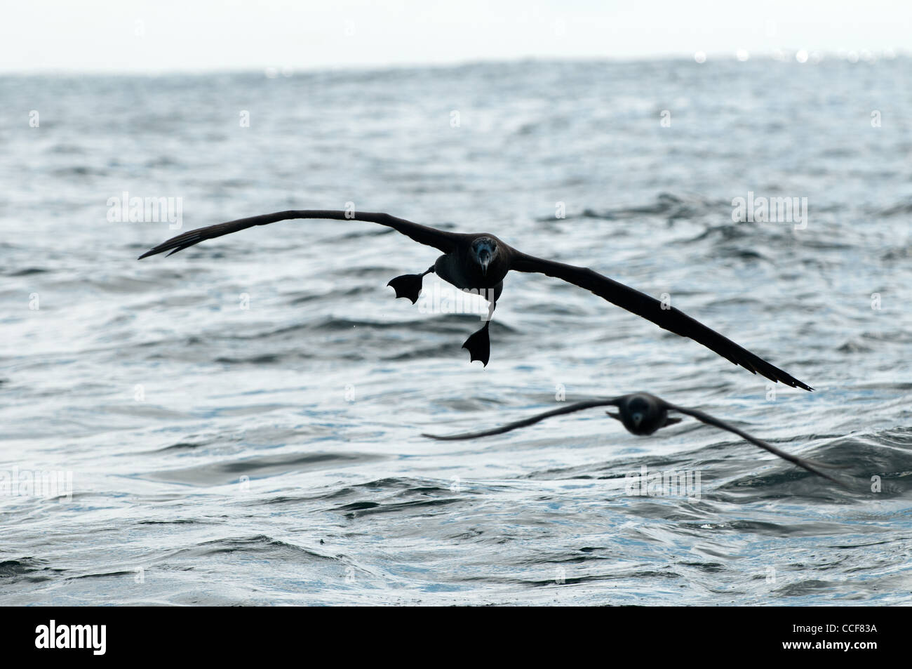 Albatross al largo della costa di Sitka, Alaska Foto Stock