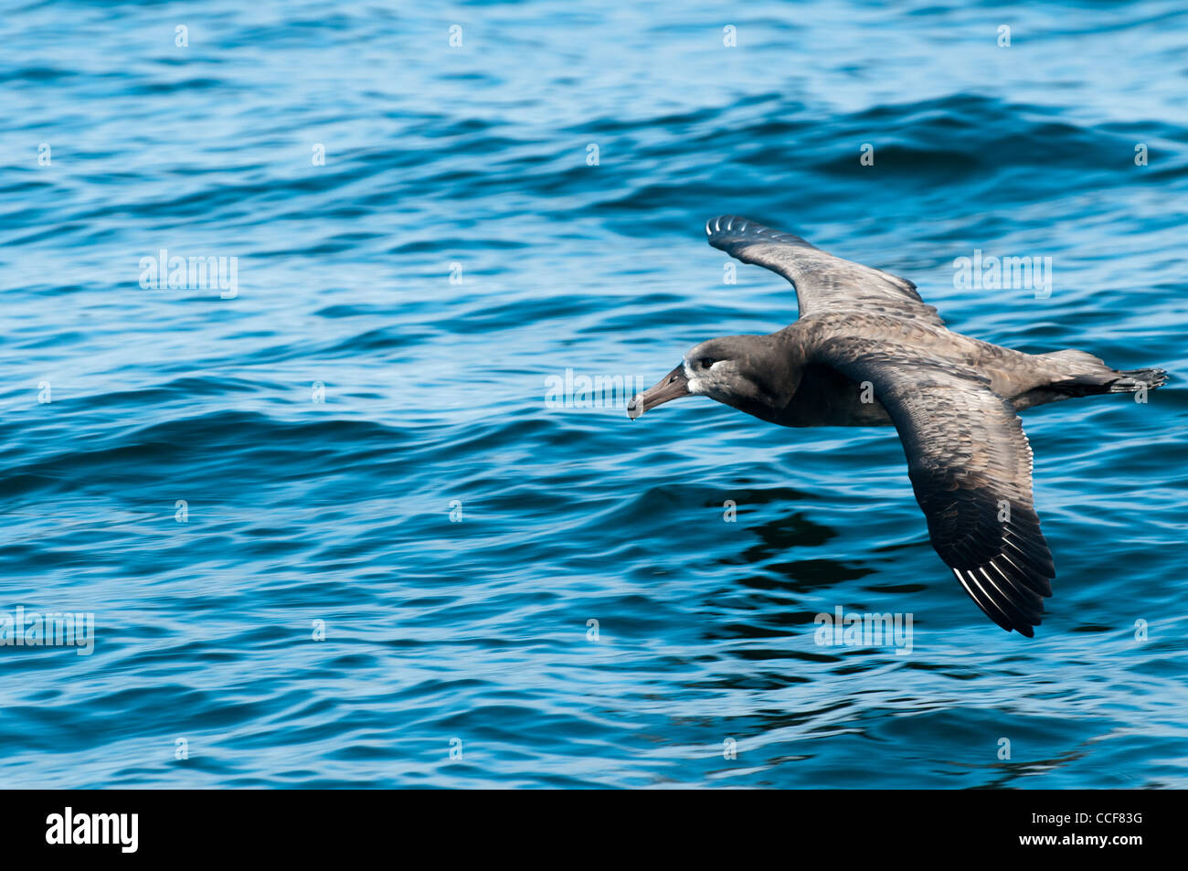 Albatross al largo della costa di Sitka, Alaska Foto Stock