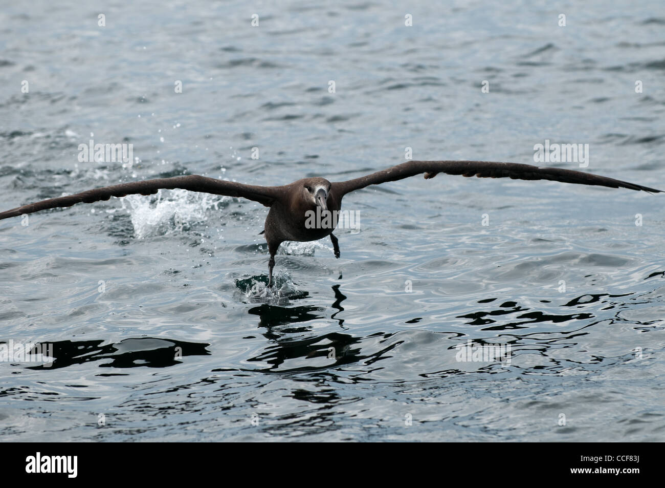 Albatross al largo della costa di Sitka, Alaska Foto Stock