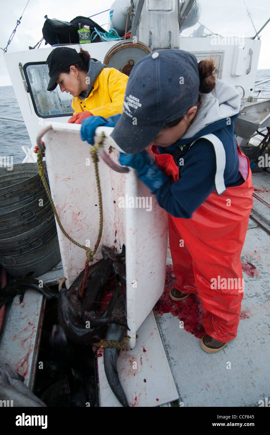 Merluzzo nero (Sablefish) pesca, Sitka, Alaska Foto Stock