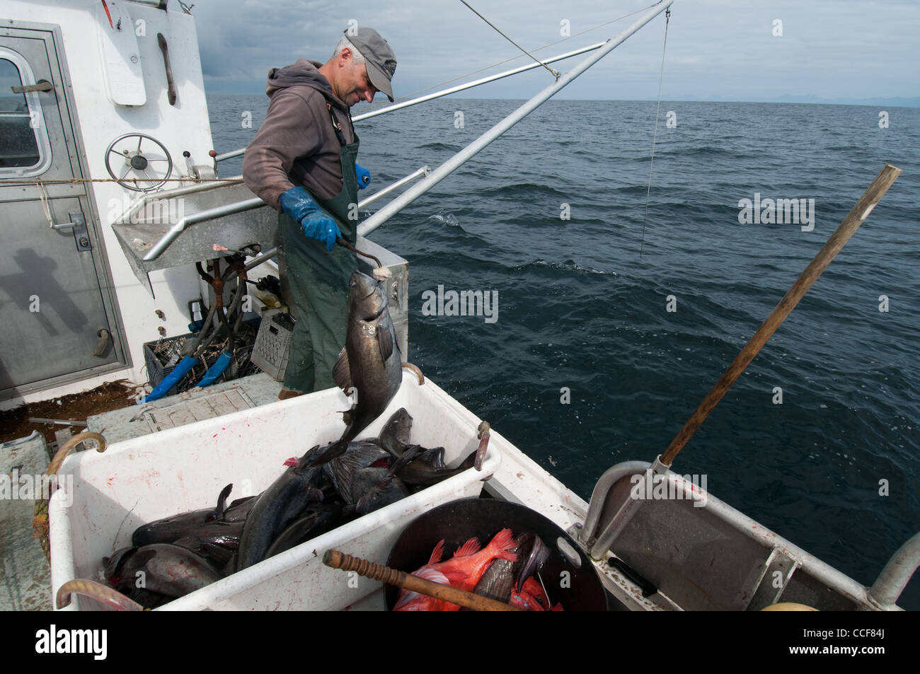 Merluzzo nero (Sablefish) pesca, Sitka, Alaska Foto Stock