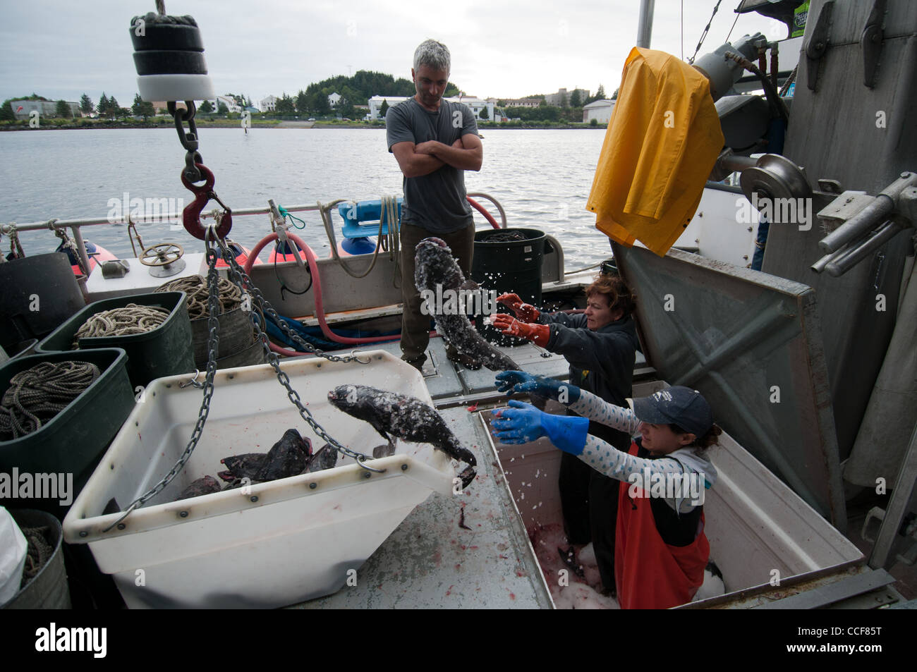 Lo scarico delle loro catture all'impianto di frutti di mare, merluzzo nero (Sablefish) pesca, Sitka, Alaska Foto Stock