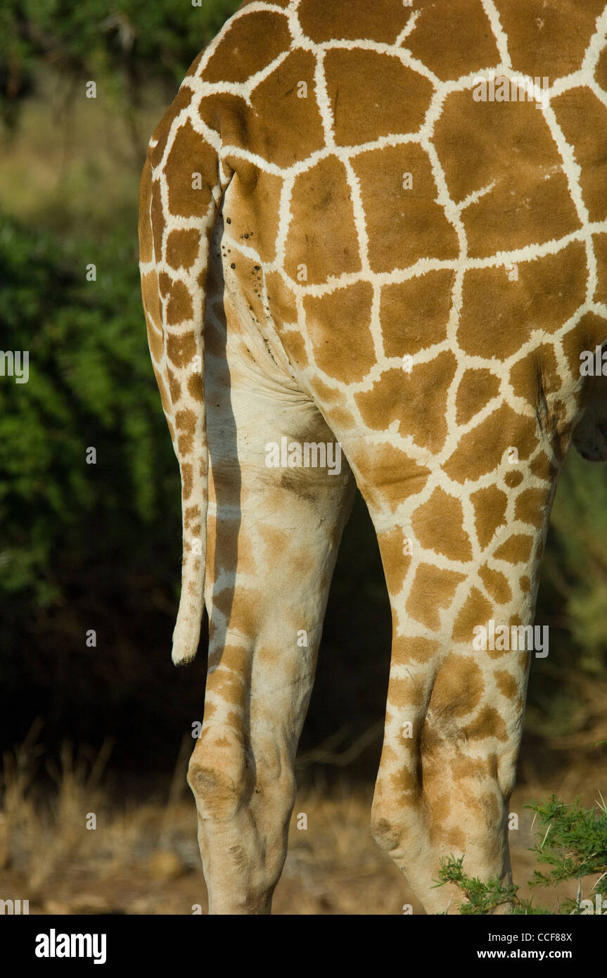 Africa Kenya Samburu National Reserve-Reticulated giraffe's posteriore-capelli mancanti dalla estremità di coda (probabilmente un predatore) Foto Stock