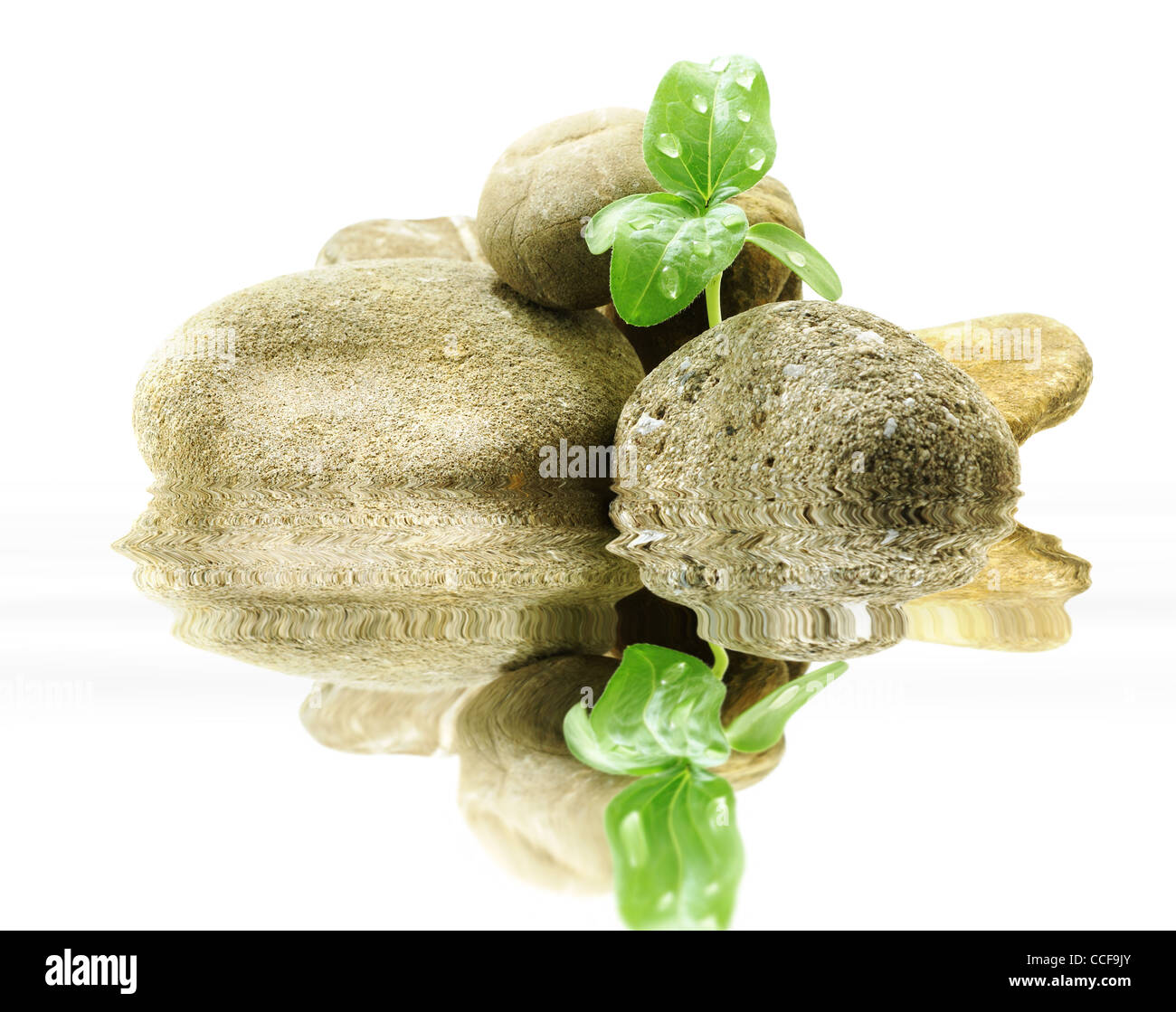 Verde di germogli giovani crescere attraverso le pietre su bianco Foto Stock