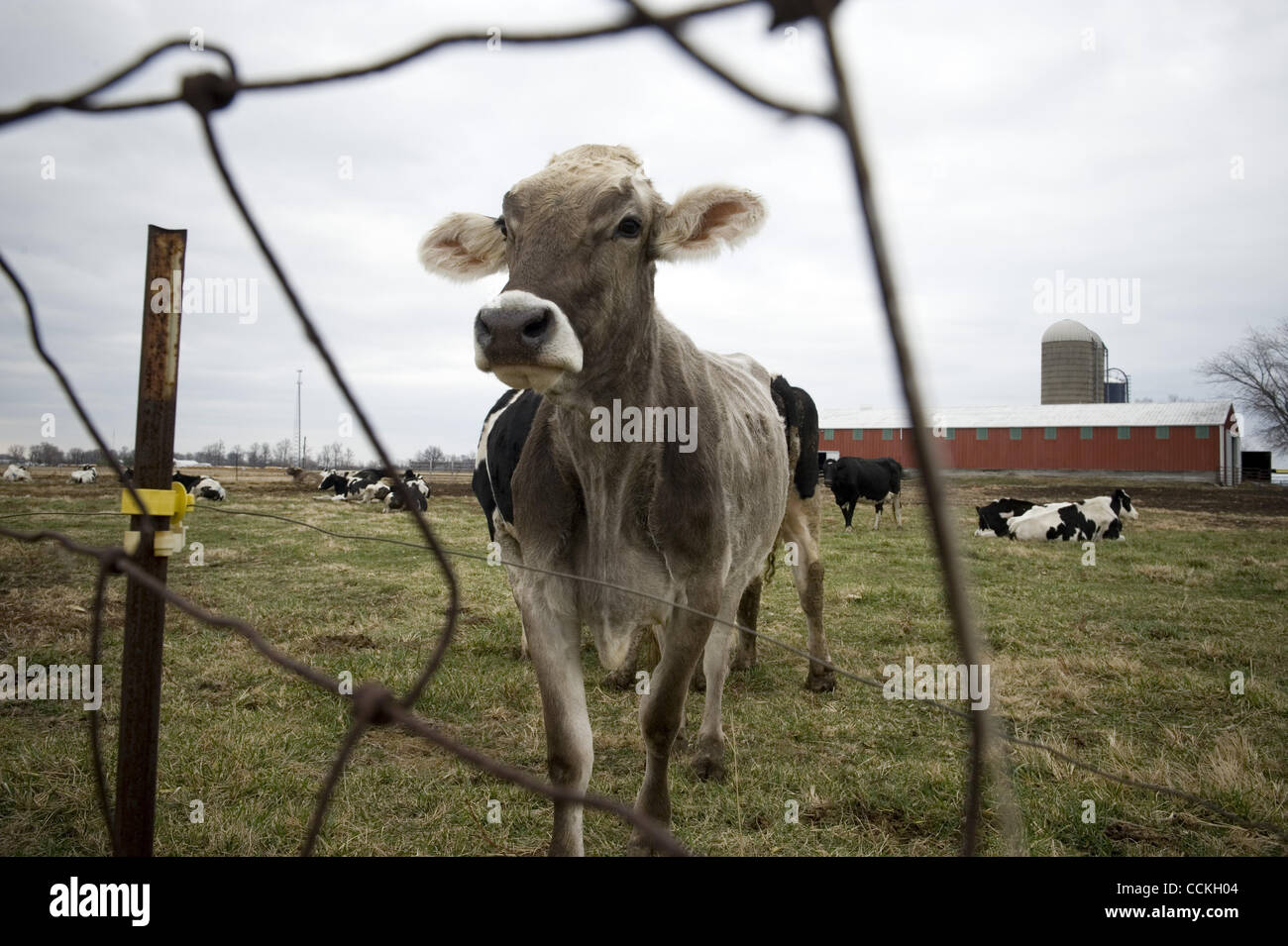 Nov. 27, 2010 - Muncie, IN, Stati Uniti d'America - Bovini su una piccola fattoria in Indiana centrale. Gli agricoltori, come molte altre aziende stanno soffrendo dalla drammatica crisi economica. Con sempre crescente dei costi operativi e ora un calo dei prezzi per i loro prodotti agricoli, molti agricoltori e allevatori si troverà d Foto Stock