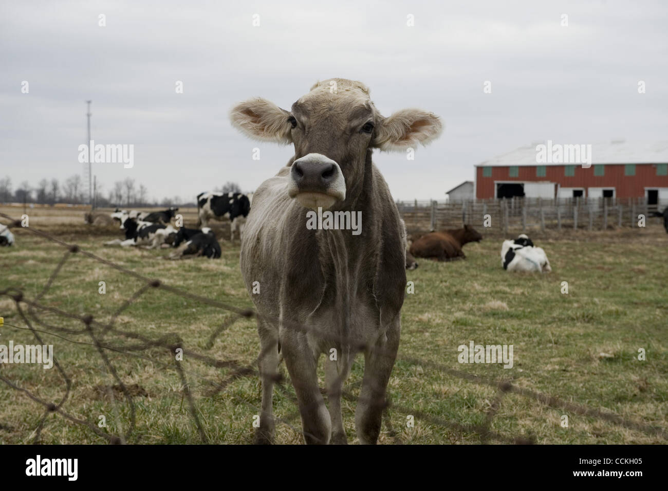 Nov. 27, 2010 - Muncie, IN, Stati Uniti d'America - Bovini su una piccola fattoria in Indiana centrale. Gli agricoltori, come molte altre aziende stanno soffrendo dalla drammatica crisi economica. Con sempre crescente dei costi operativi e ora un calo dei prezzi per i loro prodotti agricoli, molti agricoltori e allevatori si troverà d Foto Stock