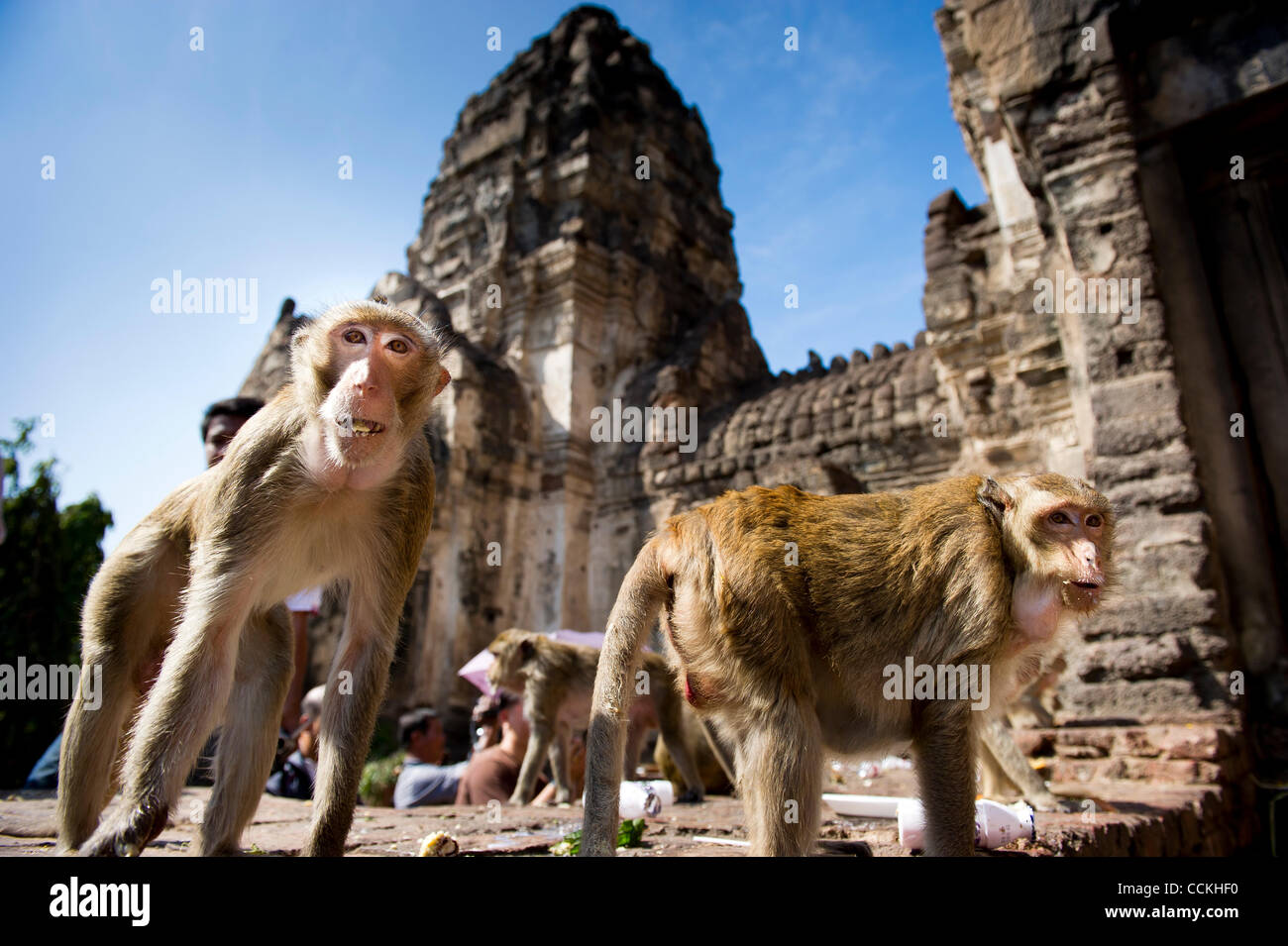 Nov. 28, 2010 - Lopburi, Thailandia - le scimmie si alzano in piedi davanti al Phra Prang Sam Yod (tre creste Phra Prang) durante l annuale 'Monkey buffet festival' in Lopburi provincia. Il festival si tiene ogni anno l'ultima domenica di novembre per promuovere il turismo. (Credito Immagine: © Natthawat Wongrat/ZUMAP Foto Stock