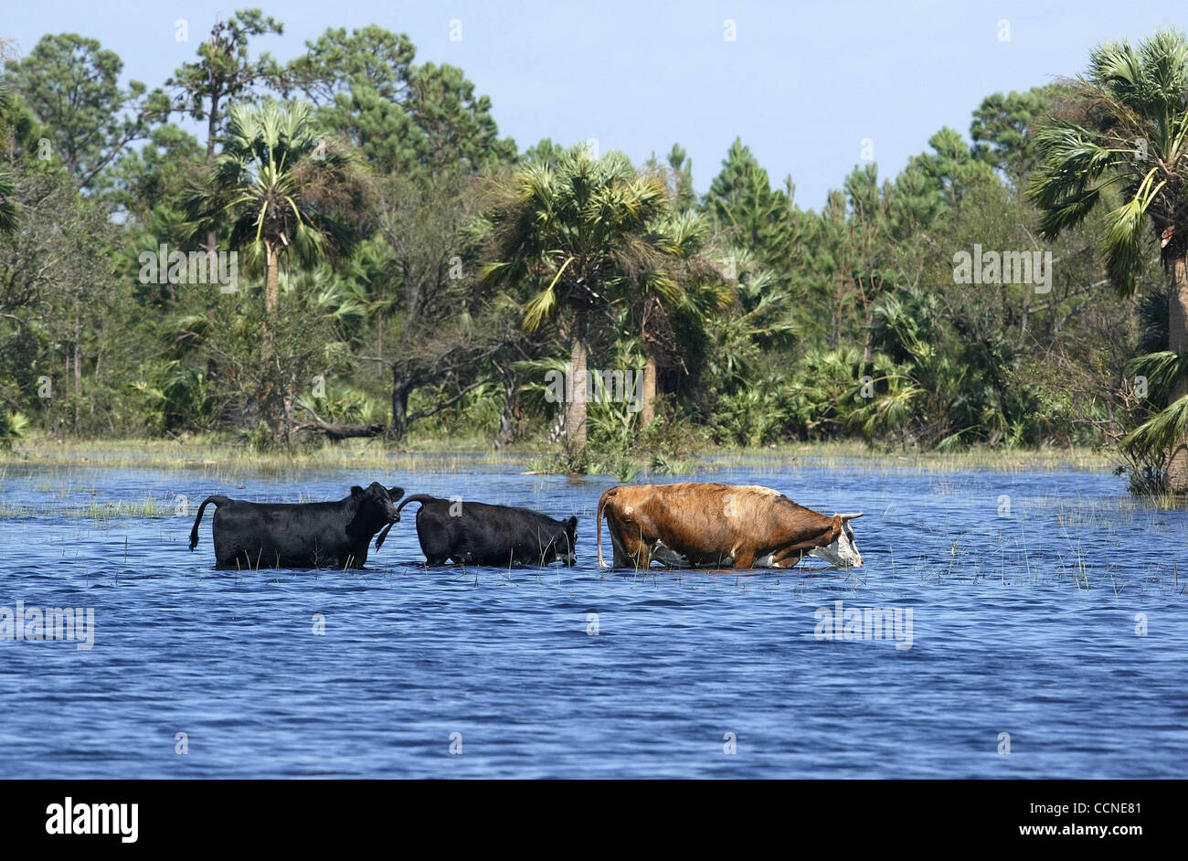 092704 tj hur jeanne un-- personale foto di Taylor Jones/09-27-04. INDIANTOWN, FL. Per RACHEL HARRIS' Story. Vacche guardare per terra superiore a 1.200 acri di ranch di Iris in parete Indiantown. Uragano Jeanne allagato il ranch. Parete ritiene runoff e il pompaggio da vicino gli agrumeti rese peggiore. Fuori Foto Stock