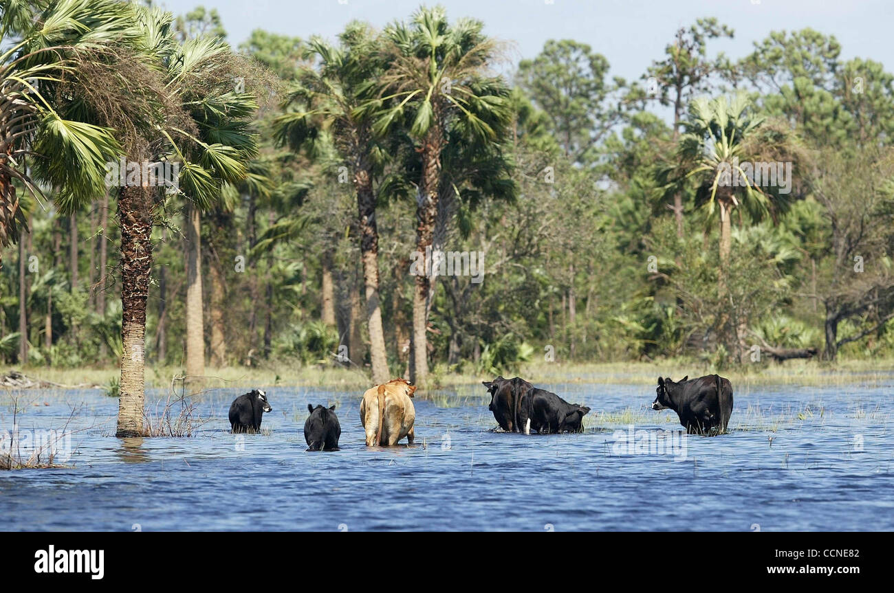 092704 tj hur jeanne b -- Il personale foto di Taylor Jones/09-27-04. INDIANTOWN, FL. Per RACHEL HARRIS' Story. Vacche guardare per terra superiore a 1.200 acri di ranch di Iris in parete Indiantown. Uragano Jeanne allagato il ranch. Parete ritiene runoff e il pompaggio da vicino gli agrumeti rese peggiore. Fuori Foto Stock