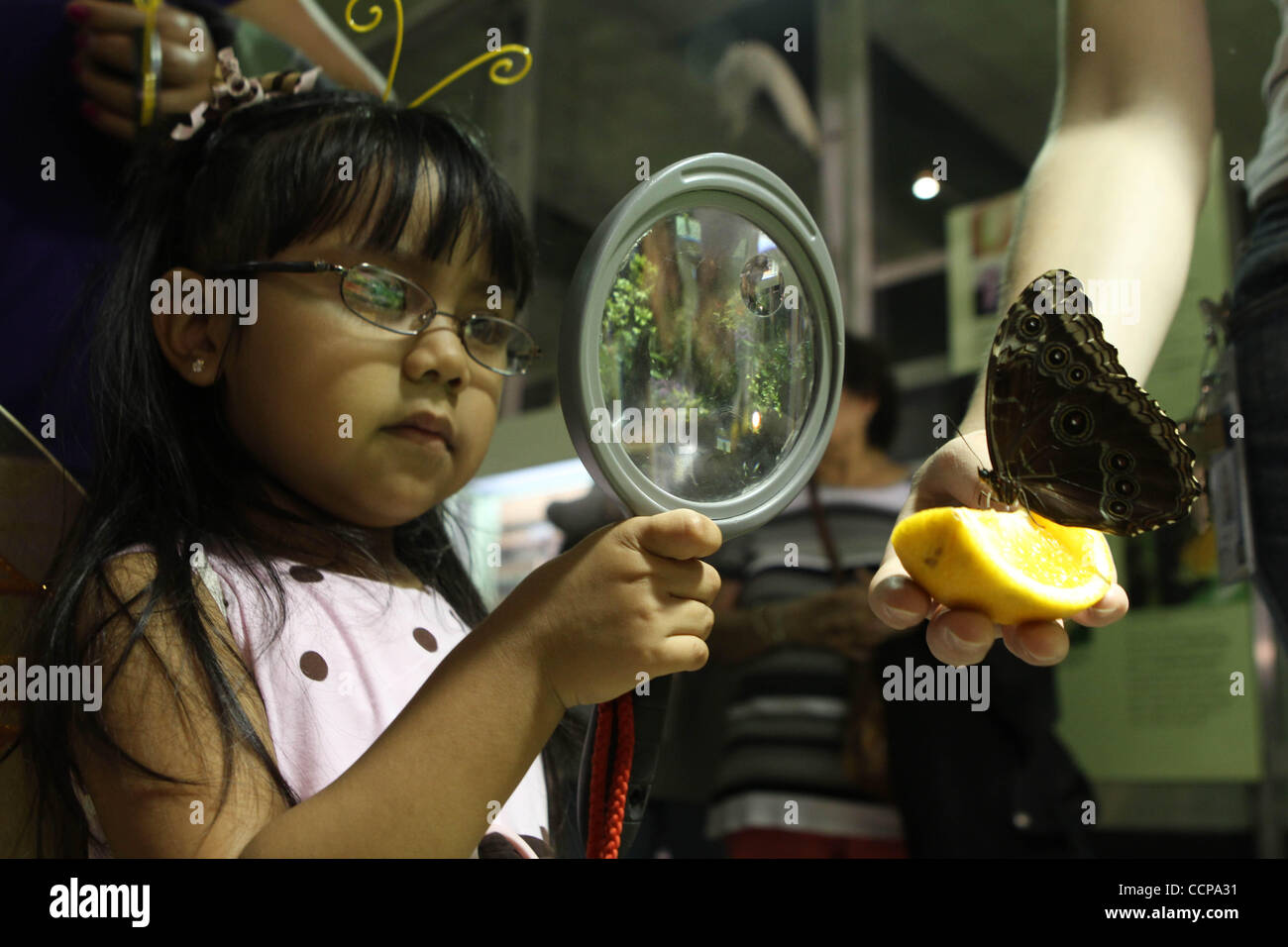 Elizabeth Garcia, 3 assumendo un aspetto di un blu Morpho Butterfly. Bambini da Goddard Riverside testa di avvio del programma "visite al Conservatory della Farfalla' al Museo Americano di Storia Naturale. 'Al Conservatory della Farfalla' sarà aperto al pubblico, Ottobre, 16 e scorre attraverso il 30 maggio 2011. Credito foto: Foto Stock