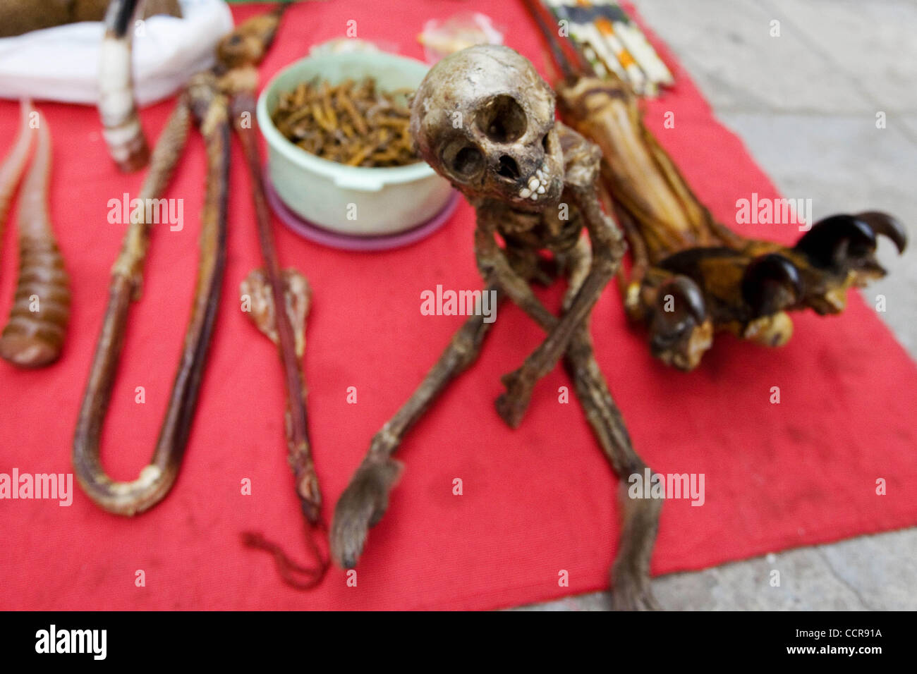 Nov 11, 2009 - Guangzhou - Cina - lo scheletro di scimmia per la vendita al mercato Qingping. La medicina tradizionale cinese (TCM) è un sistema di assistenza sanitaria che tratta i pazienti con pianta, animale e minerale rimedi. Con oltre duemila anni, TCM ha acquisito un elenco in eccesso di 1.500 animali, molti dei quali sono endang Foto Stock