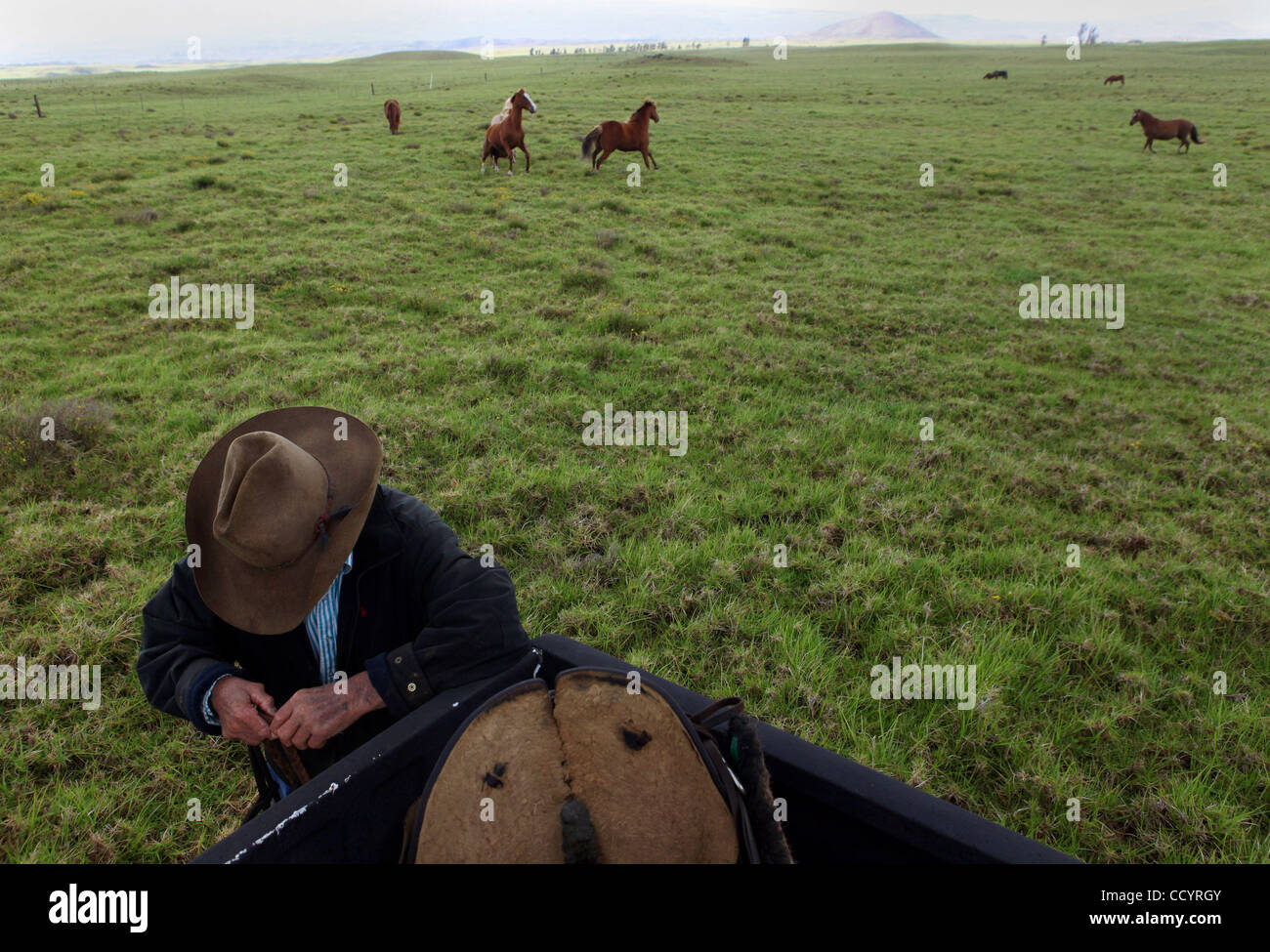 Apr 16, 2010 - Waimea, Hawaii, Stati Uniti - Pensionati cowboy e ranch manager, Jamie Dowsett, 85, che ha trascorso la maggior parte della sua vita su cavalli ed è ricca di storie da raccontare, prepara una corda prima in sella a uno dei suoi cavalli vicino alla sua casa a Waimea, Hi. "Io sono 85 anni e io credo ancora che le mucche e cavalli sono i Foto Stock