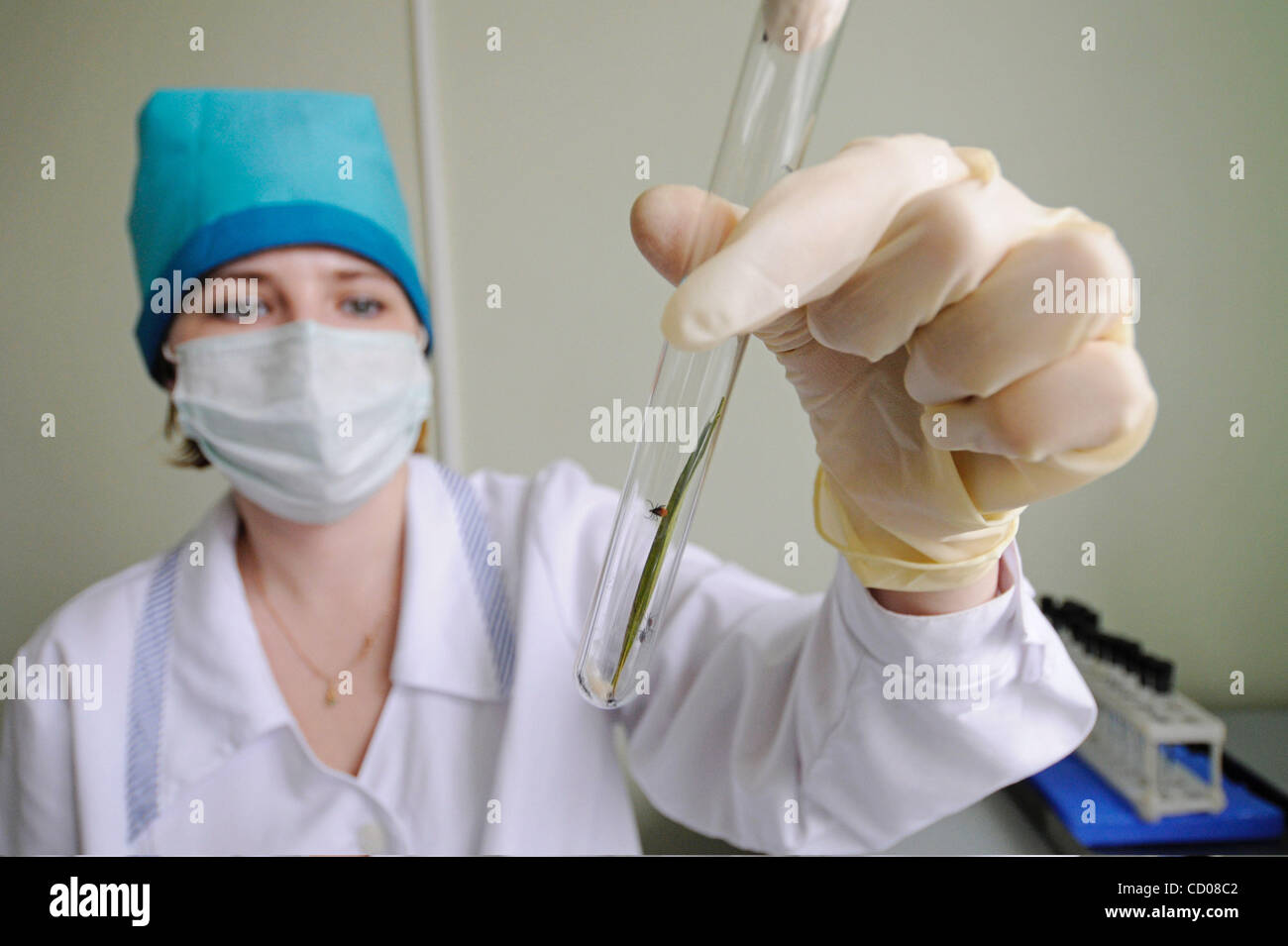 Novgorod Centro di epidemiologia. Tick laboratorio di ricerca per la diagnosi di tick malattie come virus dell'encefalite . Foto Stock