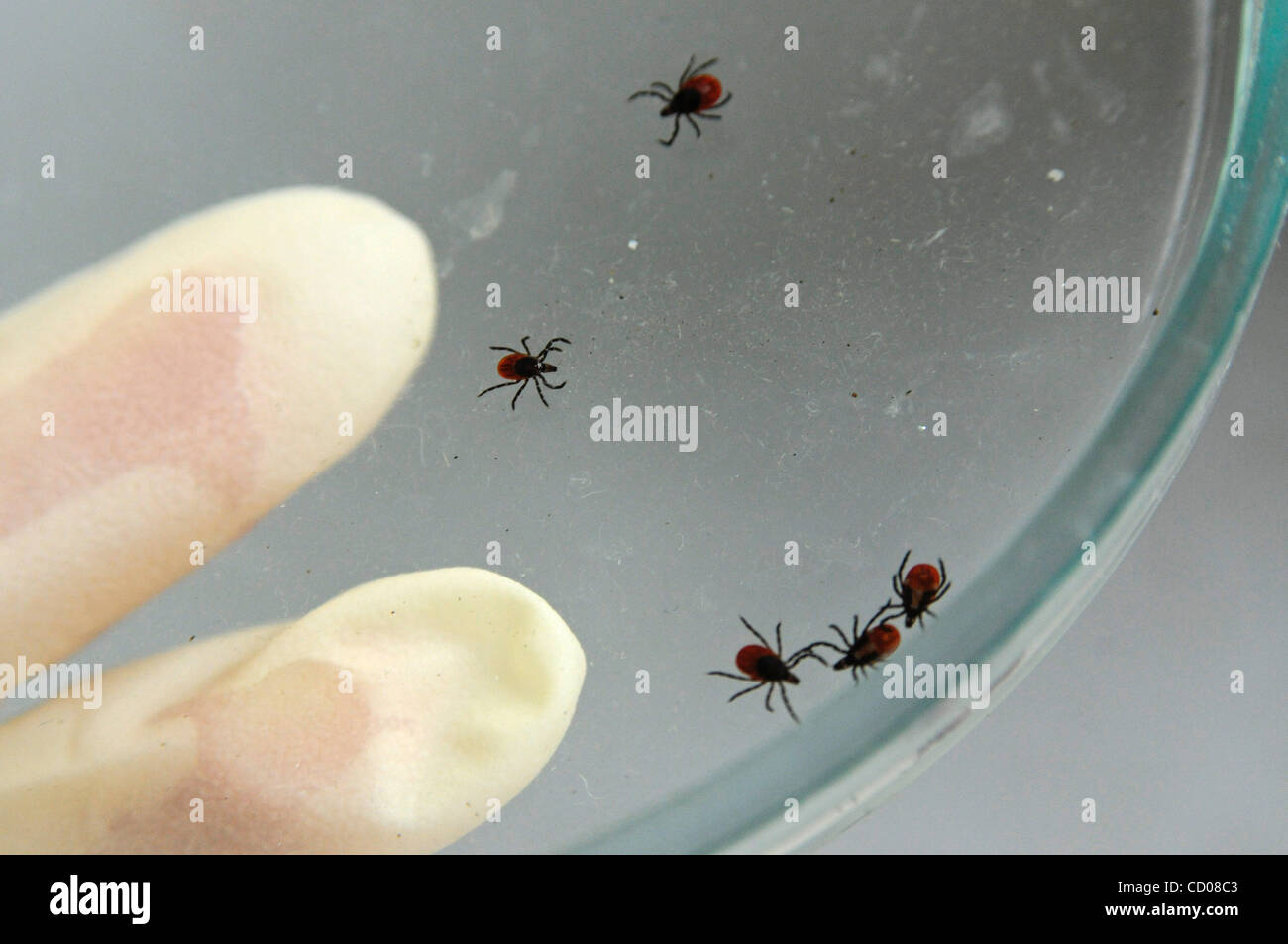Novgorod Centro di epidemiologia. Tick laboratorio di ricerca per la diagnosi di tick malattie come virus dell'encefalite . Foto Stock