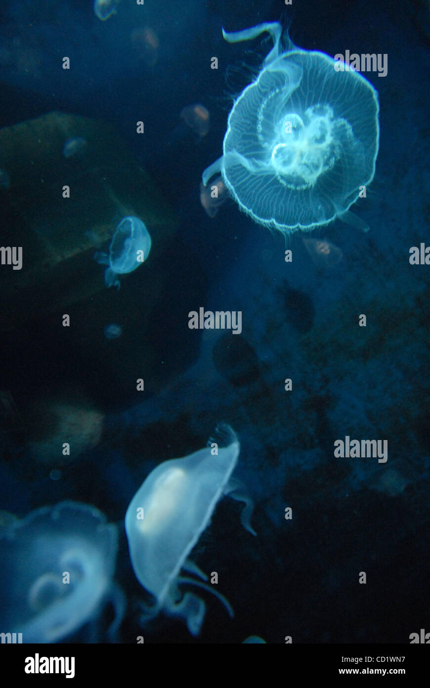 Aurelia aurita (moon jelly, luna medusa, comune meduse, saucer jelly) è parte di una suite di più di dieci morfologicamente quasi identico meduse specie in genere Aurelia.[1] In generale, è quasi impossibile identificare Aurelia medusae senza campionamento genetico, così come la maggior parte di ciò che segue Foto Stock