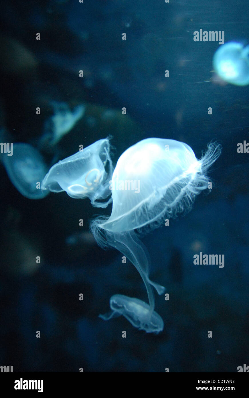 Aurelia aurita (moon jelly, luna medusa, comune meduse, saucer jelly) è parte di una suite di più di dieci morfologicamente quasi identico meduse specie in genere Aurelia.[1] In generale, è quasi impossibile identificare Aurelia medusae senza campionamento genetico, così come la maggior parte di ciò che segue Foto Stock