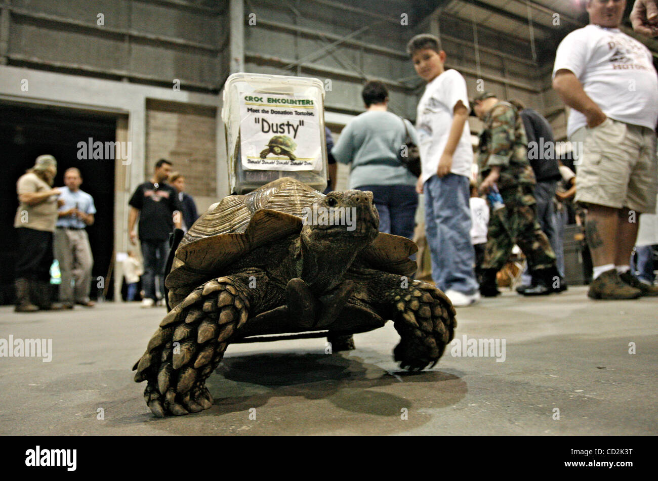 03 09 2008 - Tampa - Daisy, un 15-anno-vecchio sperone africana coscia tartaruga, sbanda attraverso il Tampa rettile Mania e esotici Expo presso la Florida State Fairgrounds di domenica (3/9/08). La Margherita è stata salvata da un pet shop dove lei era denutriti e ora vive in un centro gestito da un gruppo non profit Croc Enco Foto Stock