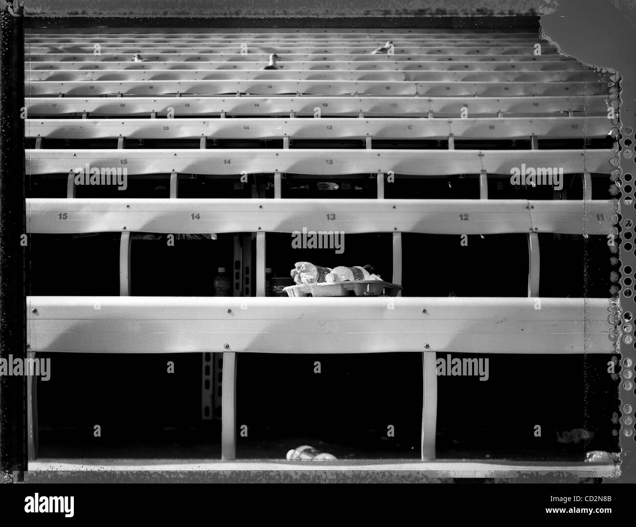 SP 284447 te raggi 3 didascalia: (03/14/2008 San Pietroburgo) dopo un raggi v. Toronto Blue Jays match, gabbiani hanno sostituito ventole in gabbie come essi per il recupero degli scarti di ciò che è stato lasciato alle spalle. EDMUND D. FONTANA | Orari Foto Sommario: fotografie di Al campo Lang, il Tampa Bay Rays e t Foto Stock