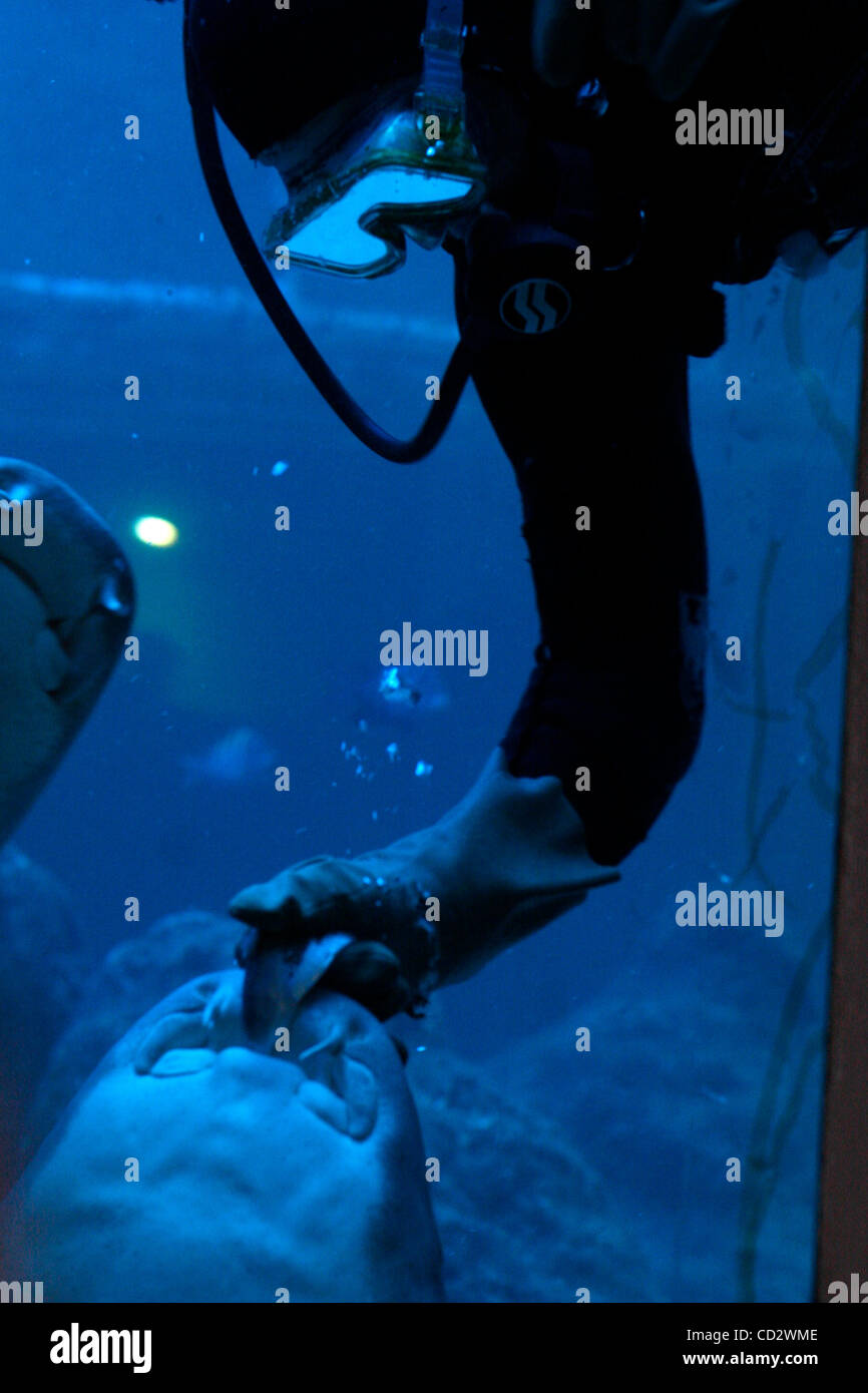 Scott Konger, proprietario del Tarpon Springs feed Aquarium squali nutrice come una sala permanente solo folla guarda con timore reverenziale. Squalo nutrice sono il numero uno squalo morde per subacquei in Costa del Golfo, perché molti sommozzatori provare a giocare con ciò che sembrano essere docili creature. ATOYIA DEANS | Orari Foto Stock