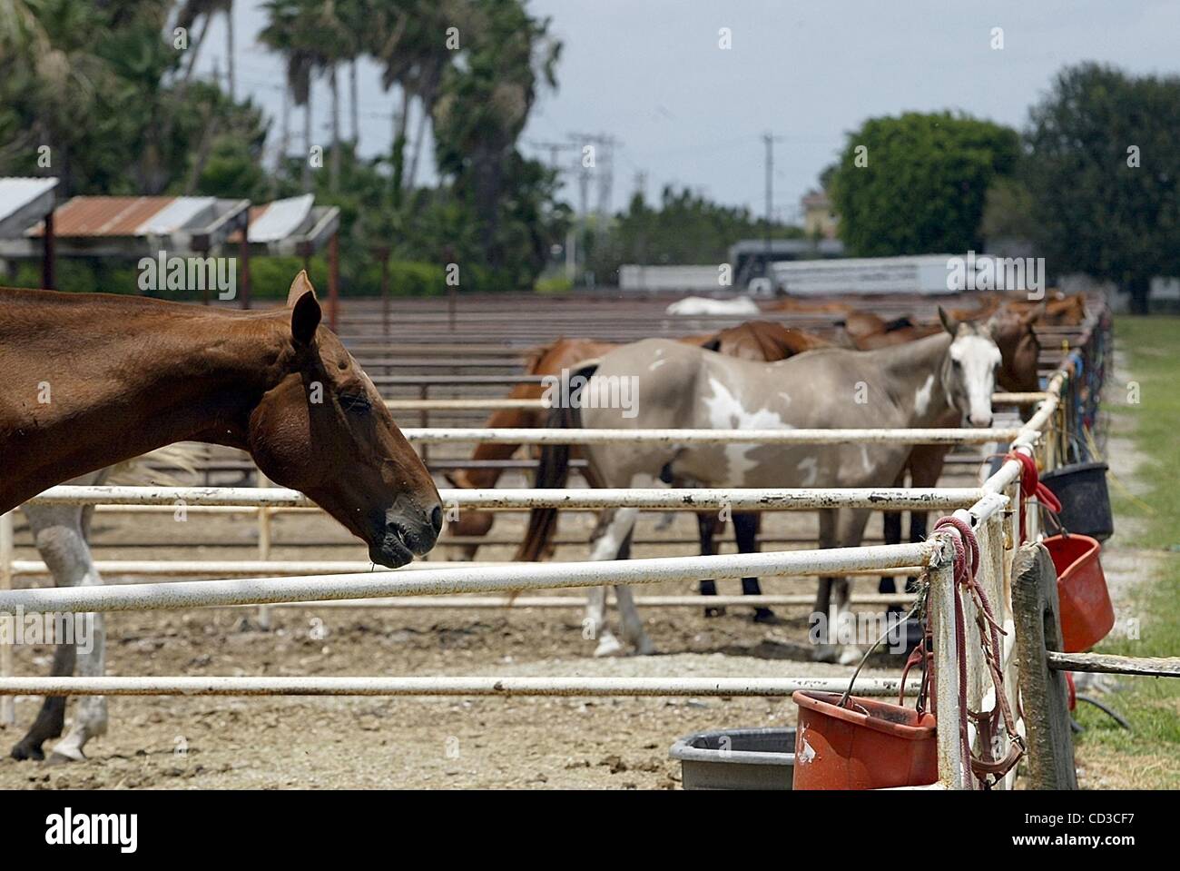 Apr 25, 2008 - Boca Raton, Florida, Stati Uniti d'America - Il Royal Palm Polo & Sports Club ha chiuso i battenti Lunedì e proprietari di cavalli vengono a ritirare i loro restanti pony. Lo stadio ha avuto il ruolo di ospitare fancy cotillion eventi. polo concorsi e ospitato annualmente un high-end di auto asta sulle sue proprietà vicino a Jog Rd Foto Stock