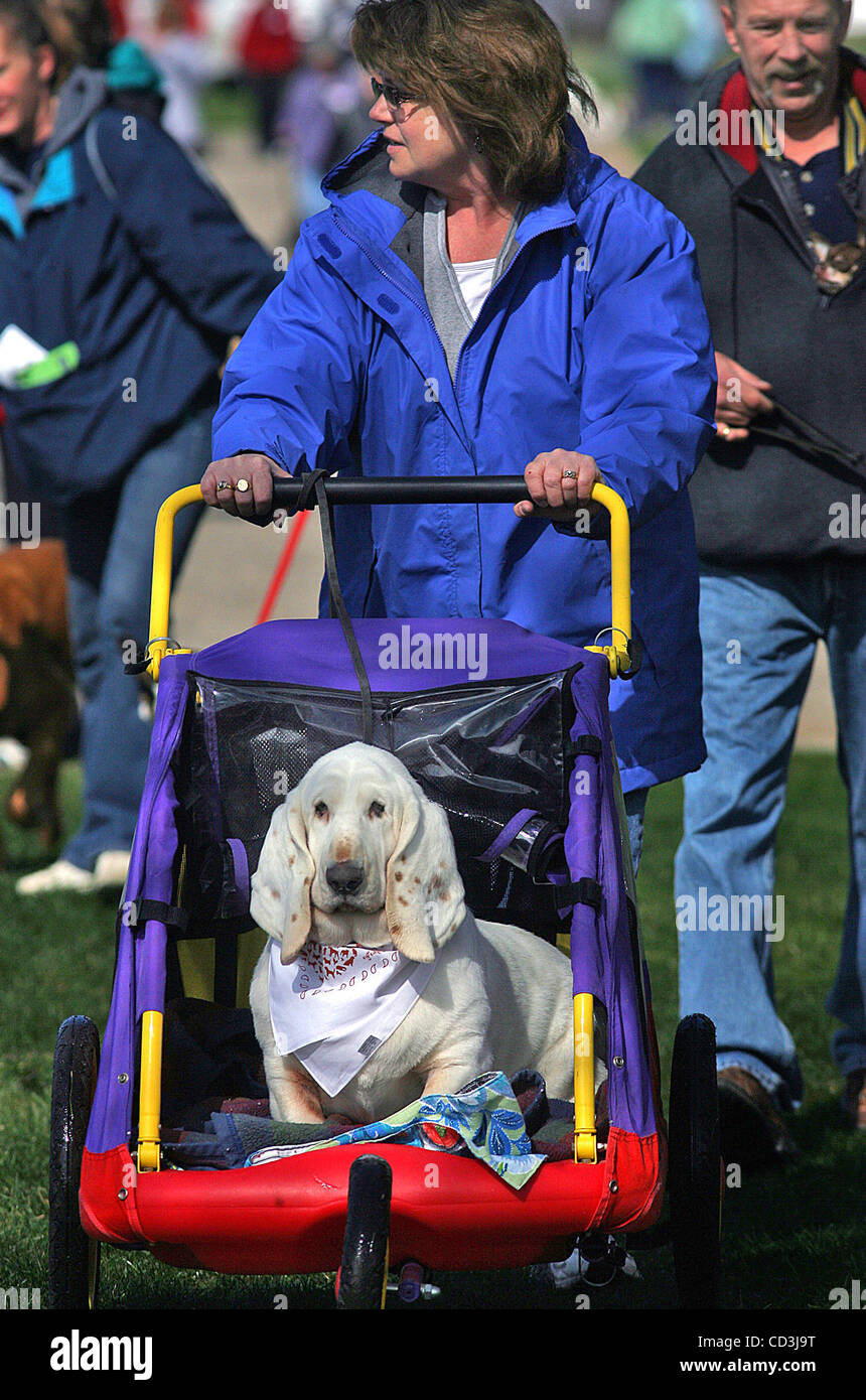 JIM GEHRZ Ã¯ jgehrz@startribune.com Golden Valley/Maggio 3, 2008/11:00] Basset Hound Dora ha ottenuto una corsa speciale dal suo proprietario, Lyn Fietek, grande lago, durante l'animale umano xxxiv SocietyÃ-s passeggiata annuale per gli animali il sabato mattina in Valle d'oro. La passeggiata che avvolto su un percorso di 5 chilometri di percorso attraverso Theo Foto Stock