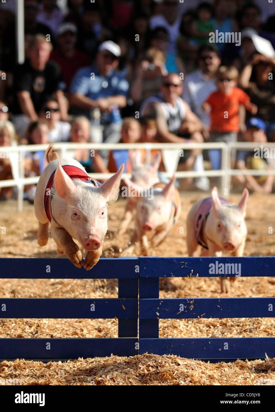 02 ago 2008 - Costa Mesa, California, Stati Uniti - Il tutto Alaskan Racing suini ostacolo da superare un ostacolo durante le gare di maiale all'Orange County Fair. (Credito Immagine: © Steven K. Doi/ZUMApress.com) Foto Stock