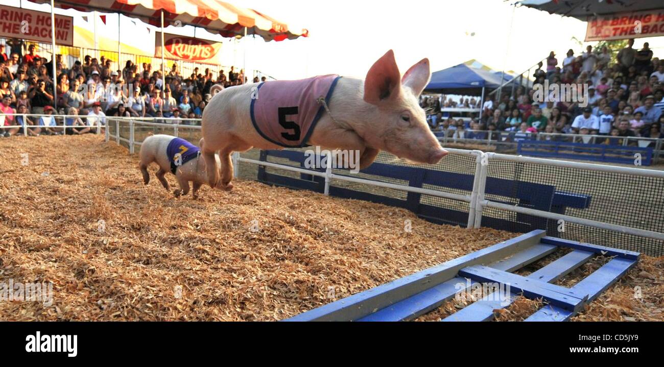 02 ago 2008 - Costa Mesa, California, Stati Uniti - Il tutto Alaskan Racing suini ostacolo da superare un ostacolo durante le gare di maiale all'Orange County Fair. (Credito Immagine: © Steven K. Doi/ZUMApress.com) Foto Stock