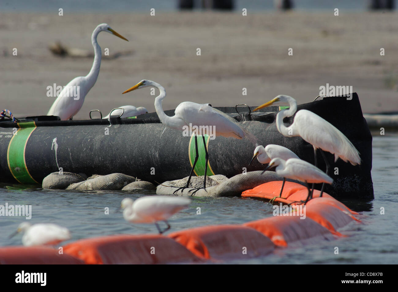 Trampolieri utilizzare boom petrolifero a caccia di pesce nei pressi di Grand Isle, Louisiana. Questo boom petrolifero viene utilizzata per mantenere l'olio lontano dai campi profughi lungo Caminada pass. Foto Stock