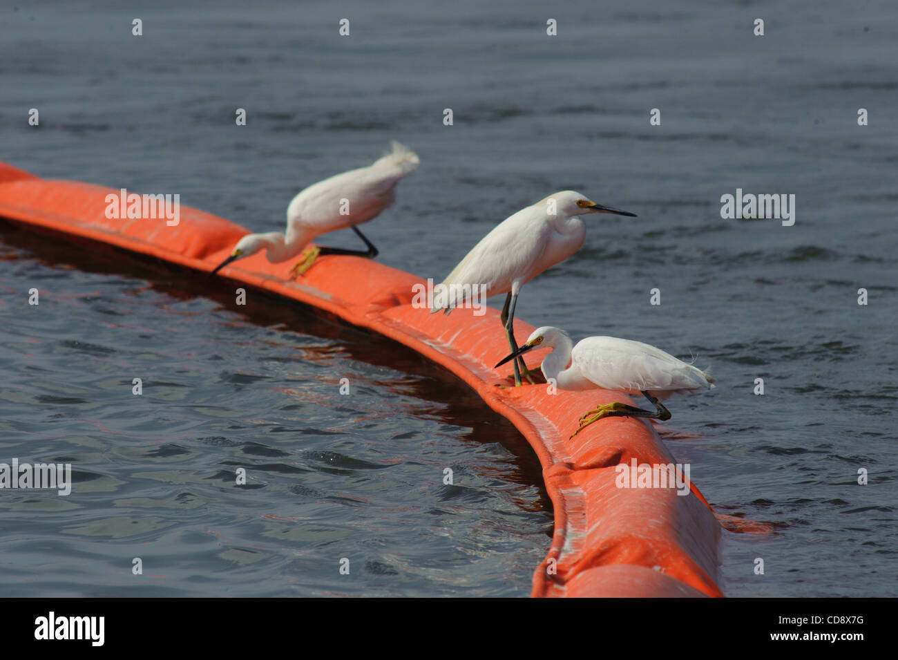 Trampolieri utilizzare boom petrolifero a caccia di pesce nei pressi di Grand Isle, Louisiana. Questo boom petrolifero viene utilizzata per mantenere l'olio lontano dai campi profughi lungo Caminada pass. Foto Stock