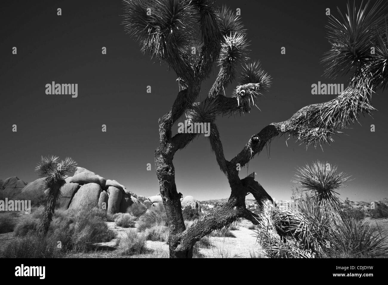 Febbraio 24, 2011 - Joshua Tree National Park, California, Stati Uniti - Un Joshua Tree (Yucca brevifolia) cresce nel deserto di Mojave vicino a rocce Jumbo campeggio. Il nome Joshua tree è stata data da un gruppo di coloni mormone che ha attraversato il Deserto Mojave nella metà del XIX secolo. La struttura ad albero di forma unica ricordato Foto Stock