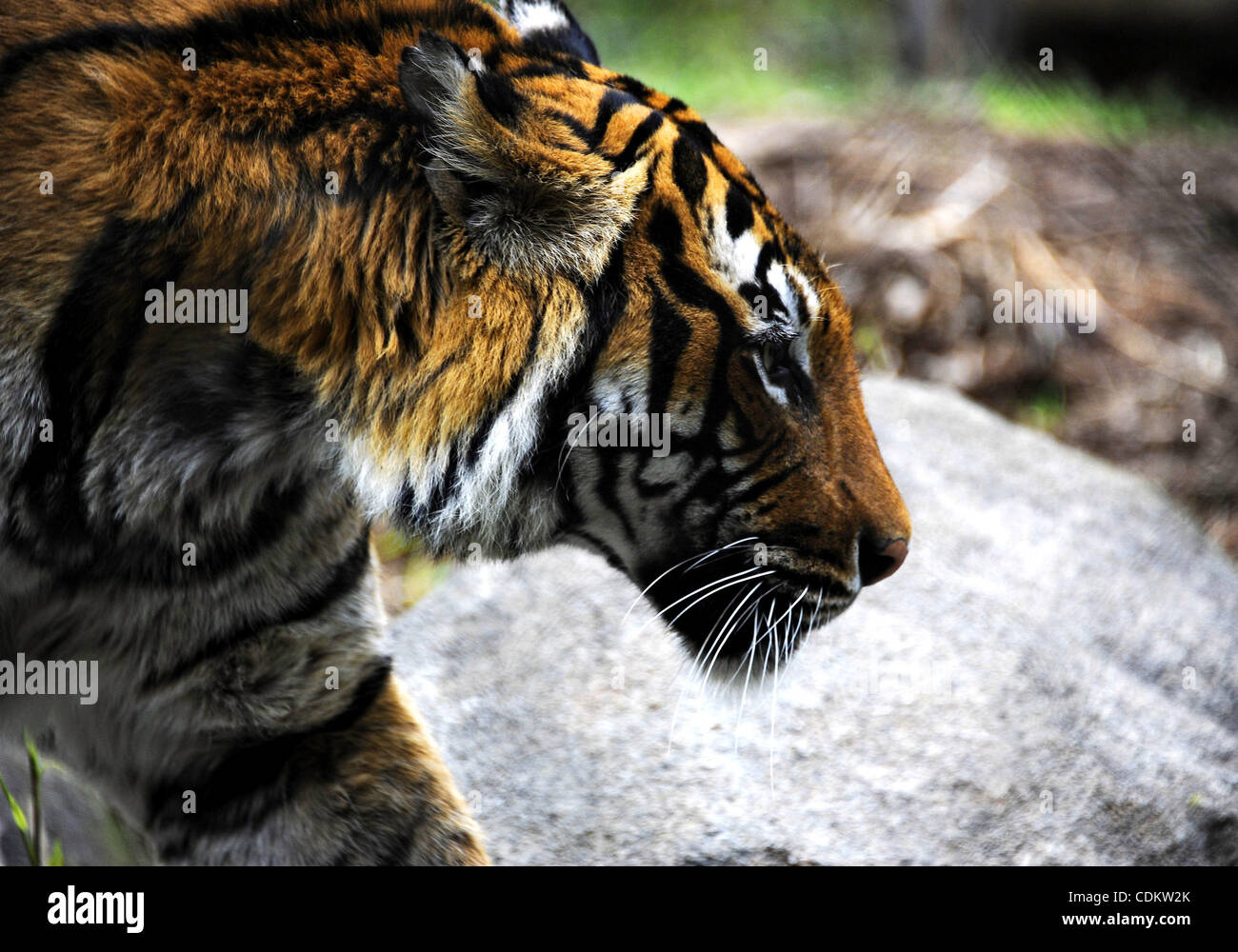 Una tigre siberiana a Fresno Chaffey Zoo a Fresno,CA. il 26 marzo 2011.(Immagine di credito: © Giovanni Pyle/Cal Sport Media/ZUMAPRESS.com) Foto Stock