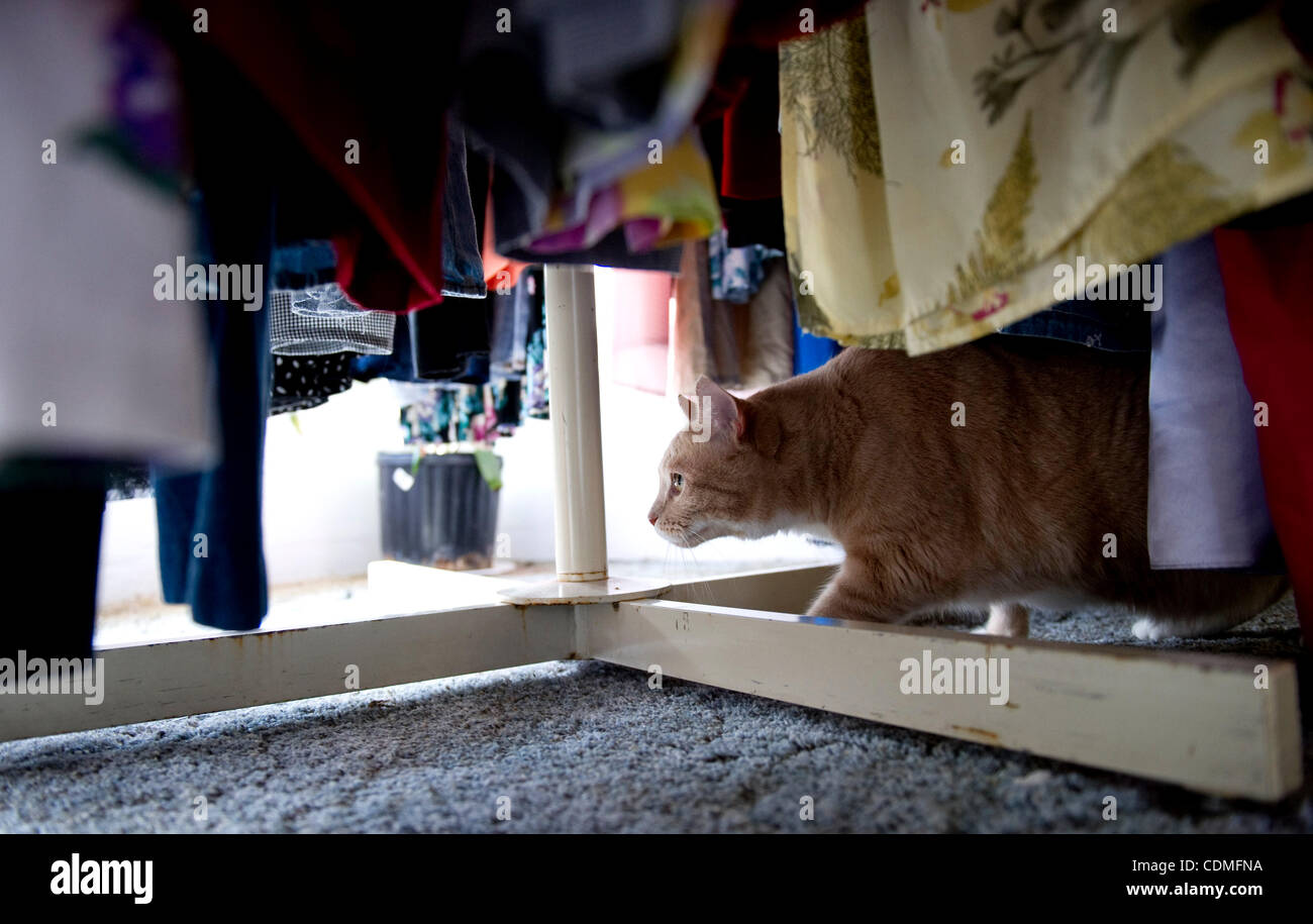 Aprile 7, 2011 - Roseburg, Oregon, Stati Uniti - un gatto effettua il roaming selezionando il nuovo inizio SPCA parsimonia store di Roseburg. Il nuovo inizio SPCA è non a scopo di lucro no-kill gatto, cane e rifugio di coniglio. Il centro opera sulle donazioni e proventi della parsimonia store. L'organizzazione desidera un giorno costruire una separata Foto Stock
