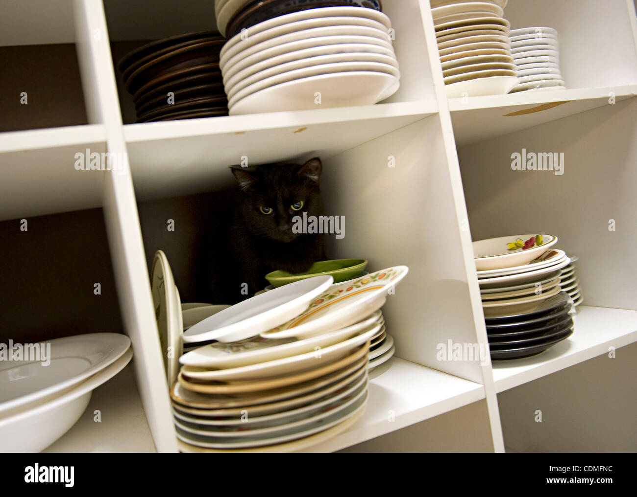 Aprile 7, 2011 - Roseburg, Oregon, Stati Uniti - Nascosto con un display di piastre, un gatto effettua il roaming selezionando il nuovo inizio SPCA parsimonia store di Roseburg. Il nuovo inizio SPCA è non a scopo di lucro no-kill gatto, cane e rifugio di coniglio. Il centro opera sulle donazioni e proventi della parsimonia store. L'organizzazione wi Foto Stock