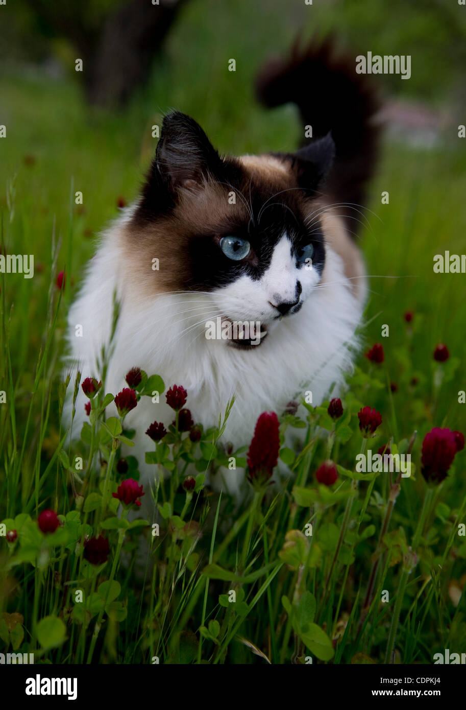 9 maggio 2011 - Roseburg, Oregon, Stati Uniti - un sano housecat trascorre del tempo al di fuori vicino alla sua casa in rurale della contea di Douglas nei pressi di Roseburg. (Credito Immagine: © Robin Loznak/ZUMAPRESS.com) Foto Stock