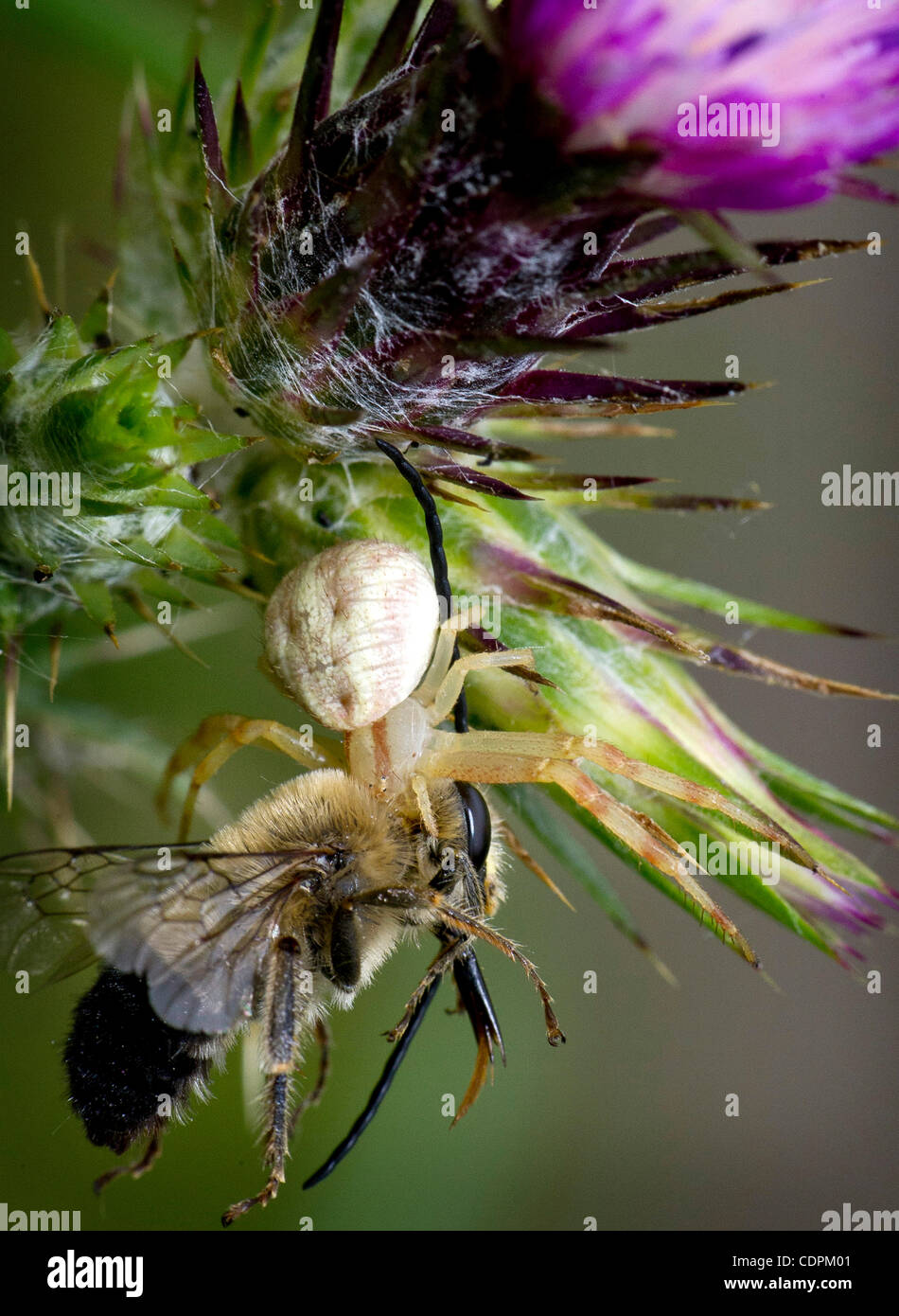 24 maggio 2011 - Kellogg, Oregon, Stati Uniti - Un grandi predatori spider afferra una bee dopo un agguato attacco su un thistle cresce su una collina nei pressi di Kellogg. (Credito Immagine: © Robin Loznak/ZUMAPRESS.com) Foto Stock