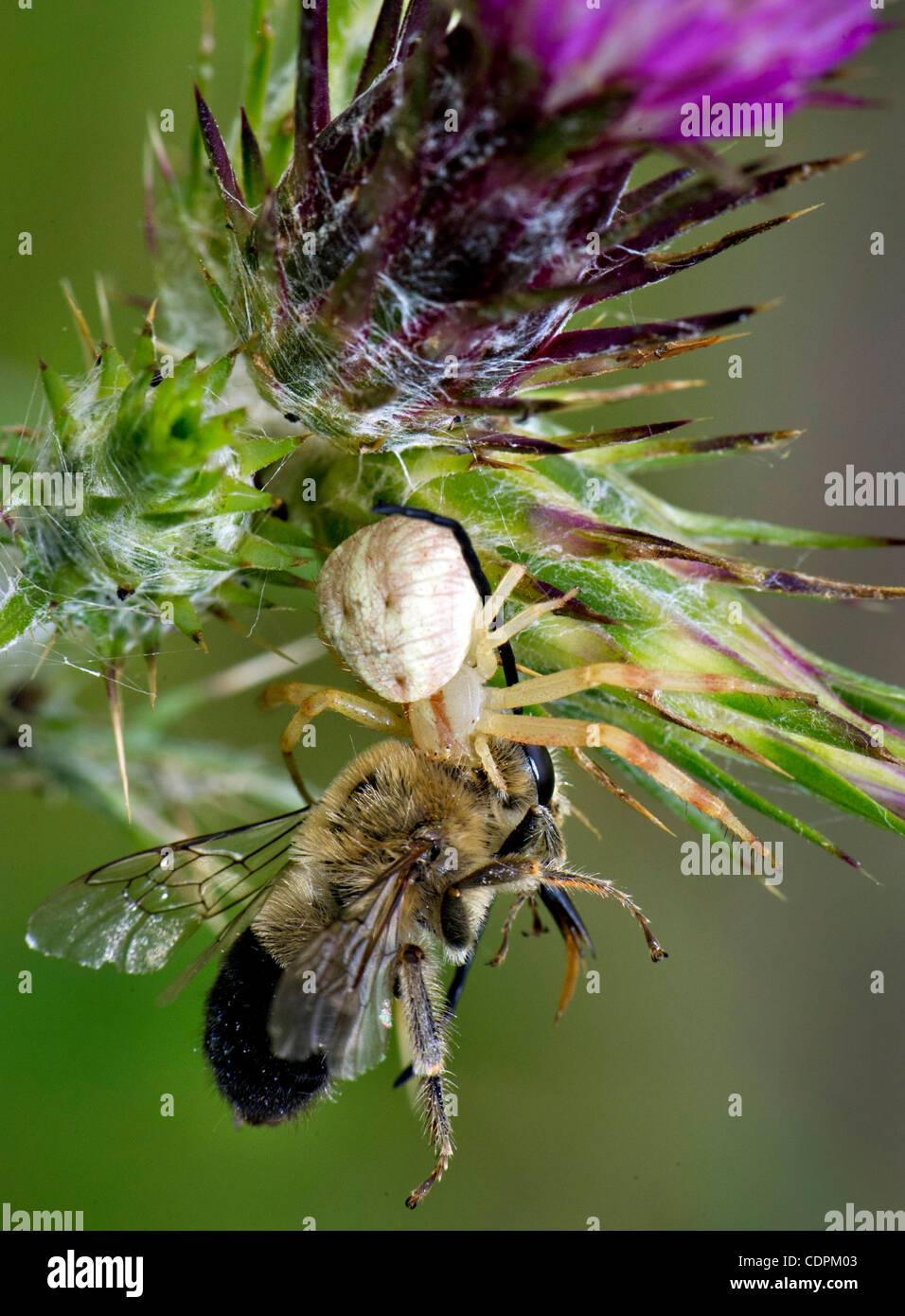 24 maggio 2011 - Kellogg, Oregon, Stati Uniti - Un grandi predatori spider afferra una bee dopo un agguato attacco su un thistle cresce su una collina nei pressi di Kellogg. (Credito Immagine: © Robin Loznak/ZUMAPRESS.com) Foto Stock