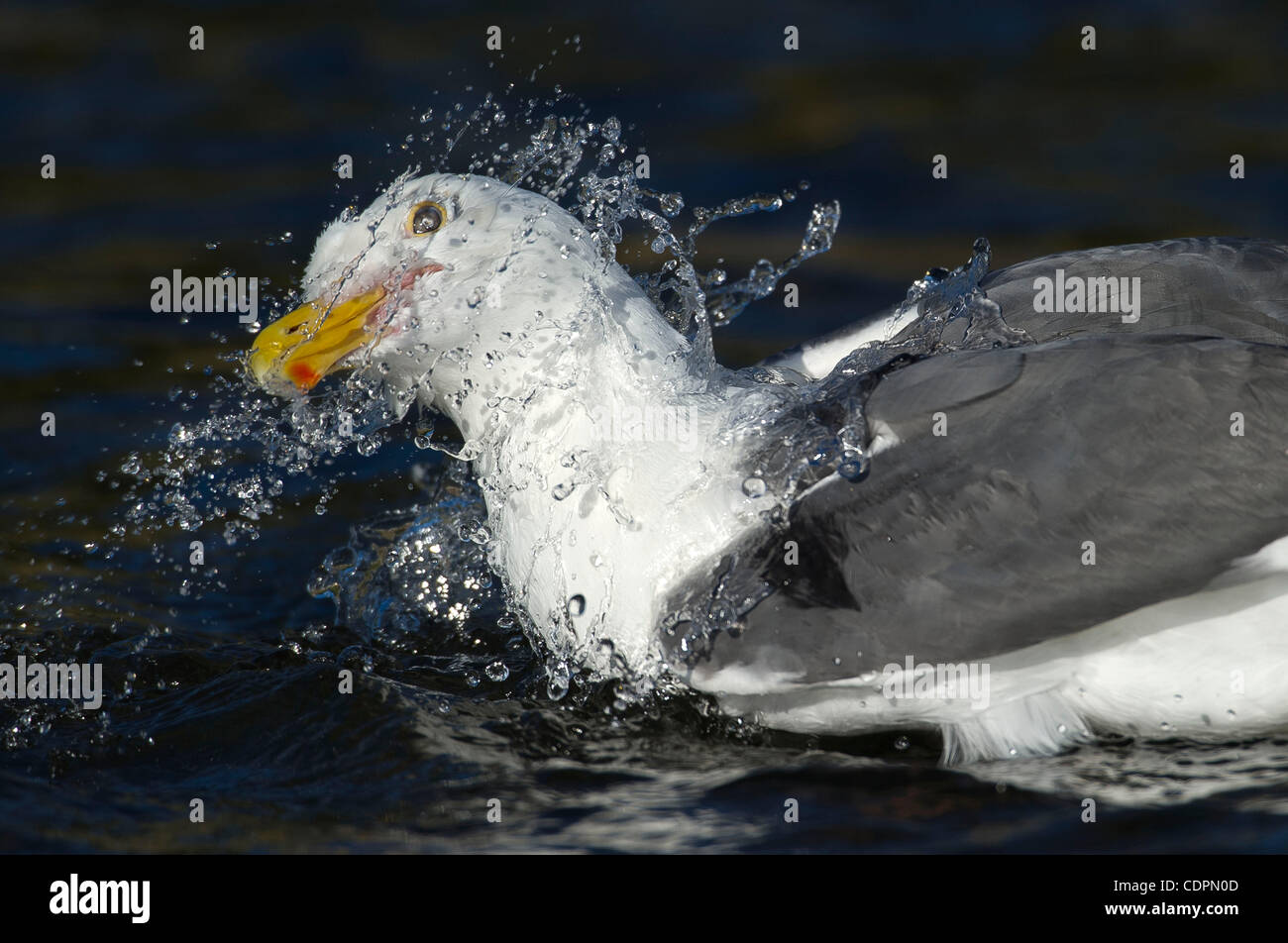 Luglio 13, 2011 - Brookings, Oregon, Stati Uniti - un gabbiano schizzi in un torrente di acqua dolce sulla spiaggia lungo la costa dell'Oregon vicino Brookings. Un gruppo di grandi gabbiani erano a turno la balneazione in acqua fredda. (Credito Immagine: © Robin Loznak/ZUMAPRESS.com) Foto Stock