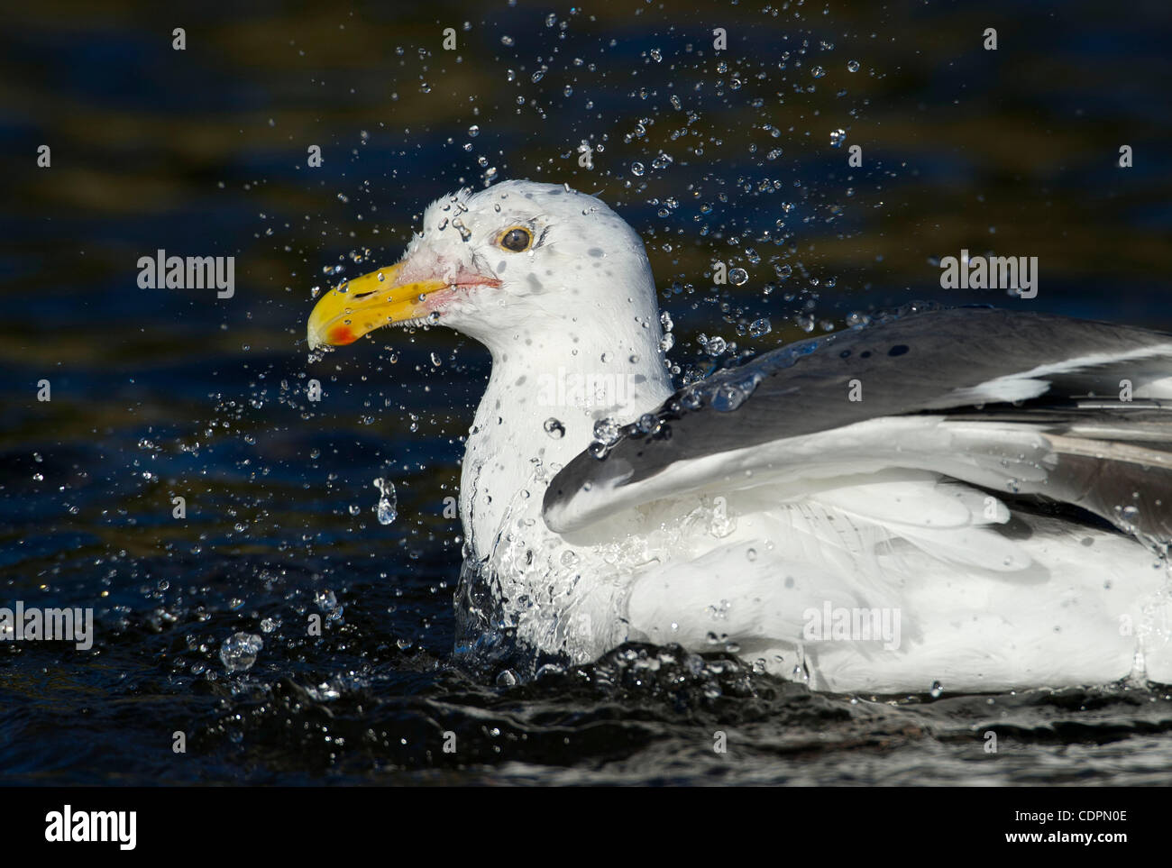 Luglio 13, 2011 - Brookings, Oregon, Stati Uniti - un gabbiano schizzi in un torrente di acqua dolce sulla spiaggia lungo la costa dell'Oregon vicino Brookings. Un gruppo di grandi gabbiani erano a turno la balneazione in acqua fredda. (Credito Immagine: © Robin Loznak/ZUMAPRESS.com) Foto Stock