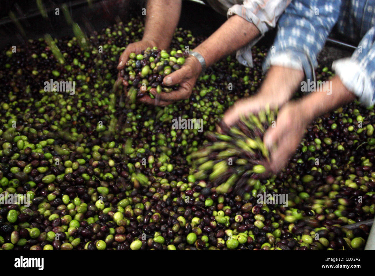 Ottobre 24, 2011 - Ramallah, West Bank, Territorio palestinese - palestinesi la produzione di olio di oliva in fabbrica d'olio d'oliva nella West Bank villaggio di Deir Bezia vicino al West Bank città di Ramallah il 23 ottobre 2011 durante la raccolta delle olive stagione. L' agricoltura è un settore importante della palestinese per la CE Foto Stock