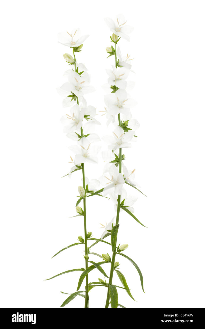 White Campanula persicifolia Alba su sfondo bianco Foto Stock