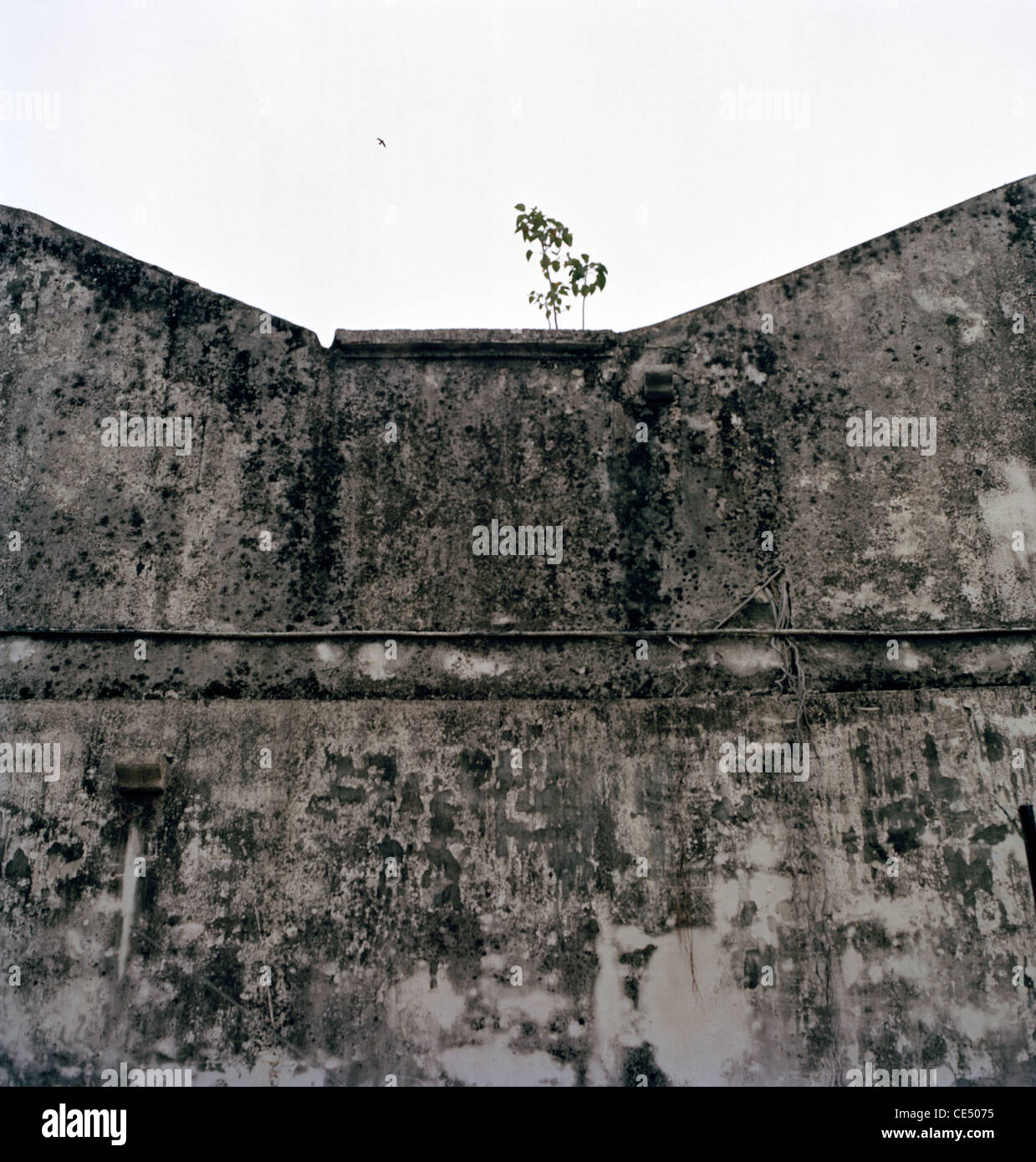 Una parete di George Town in Penang Island in Malesia nel sud-est asiatico in Estremo Oriente. Concetto concettuale surrealismo Texture Foto Stock