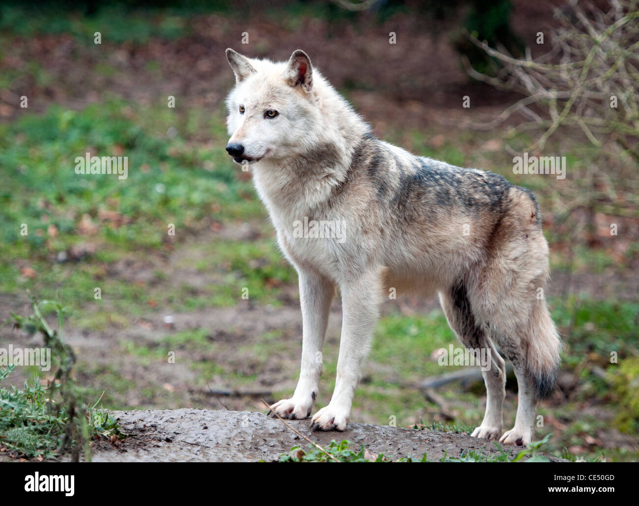 Legname canadese Wolf, in piedi Foto Stock