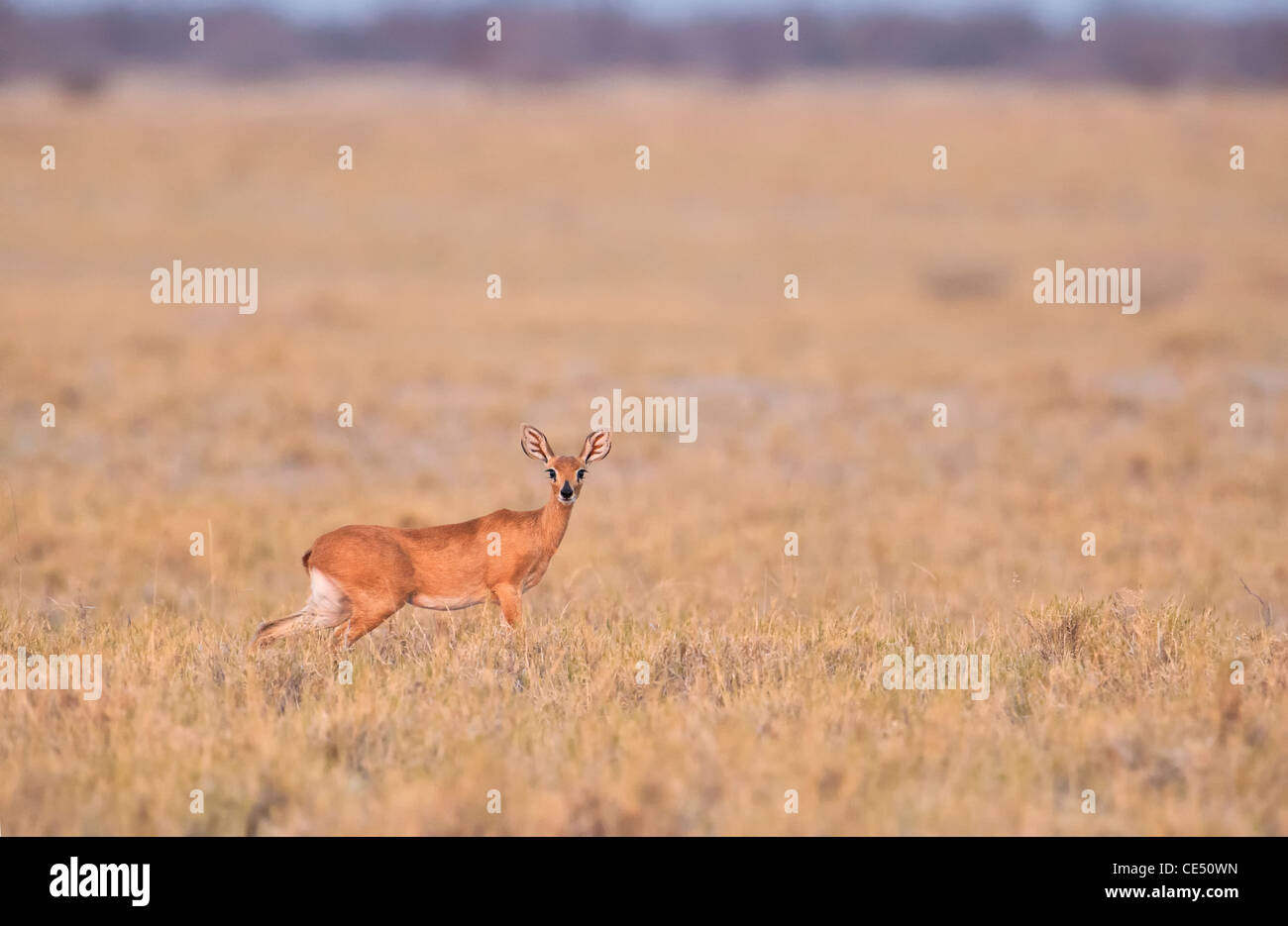 (Oribi Ourebia ourebi) animale adulto nel Makgadikgadi Pan Salina Botswana Foto Stock