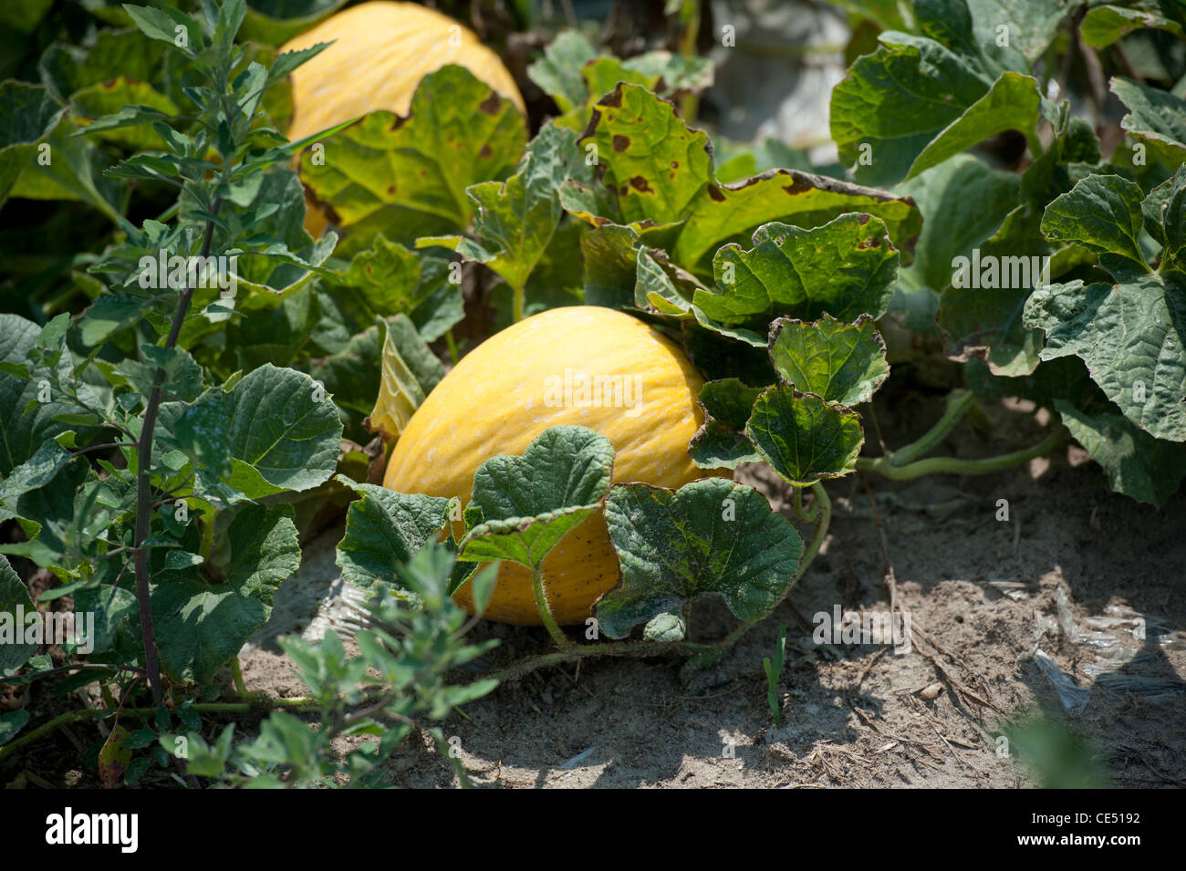 Melone giallo sulla vite Foto Stock